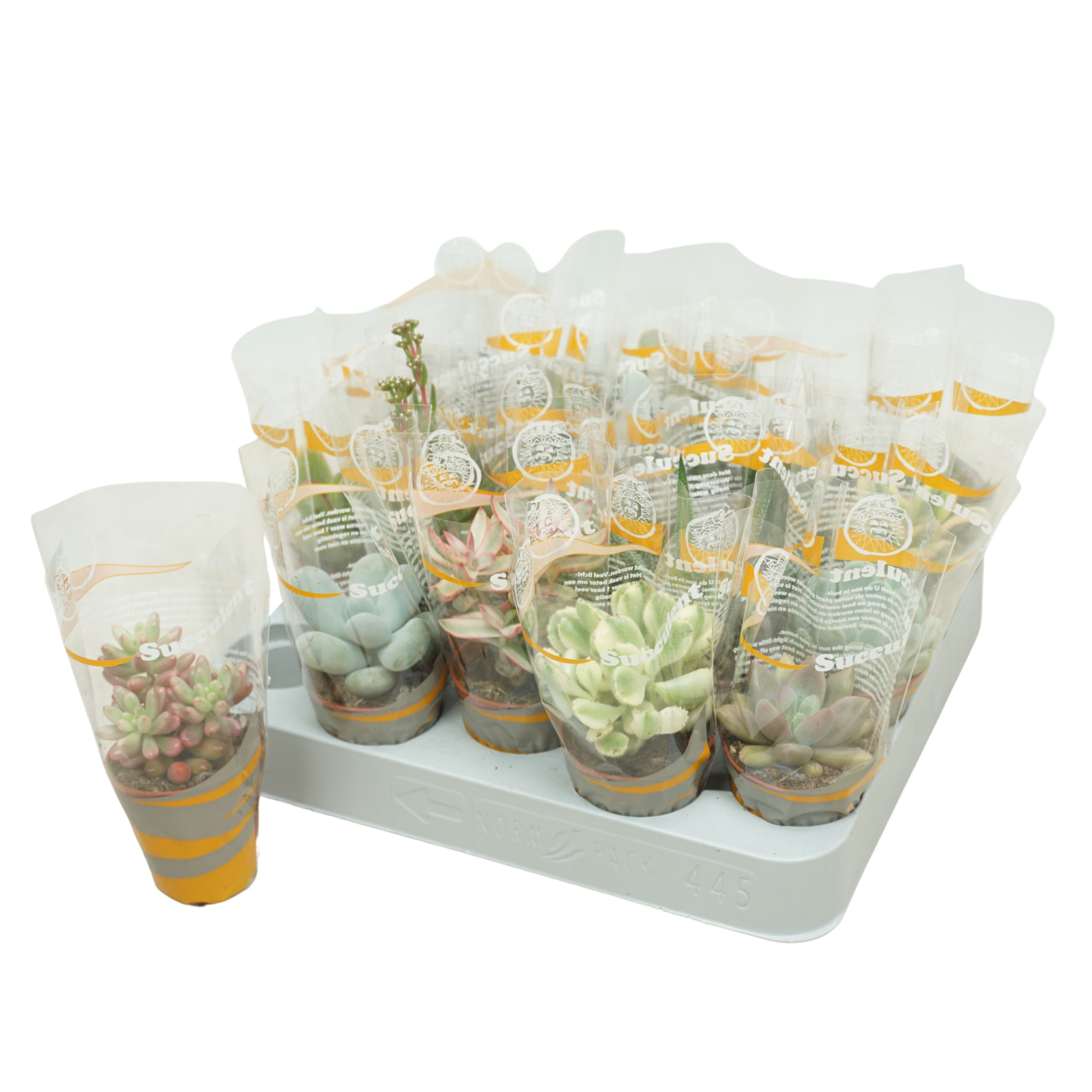 Succulenten mix 5,5 cm in succulent hoes, D 5,5