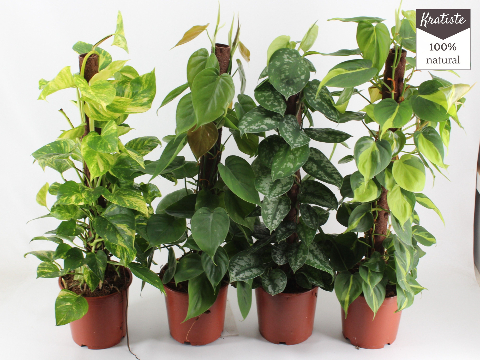 EPIPREMNUM MIX kratiste klimstok 80CM, D 19