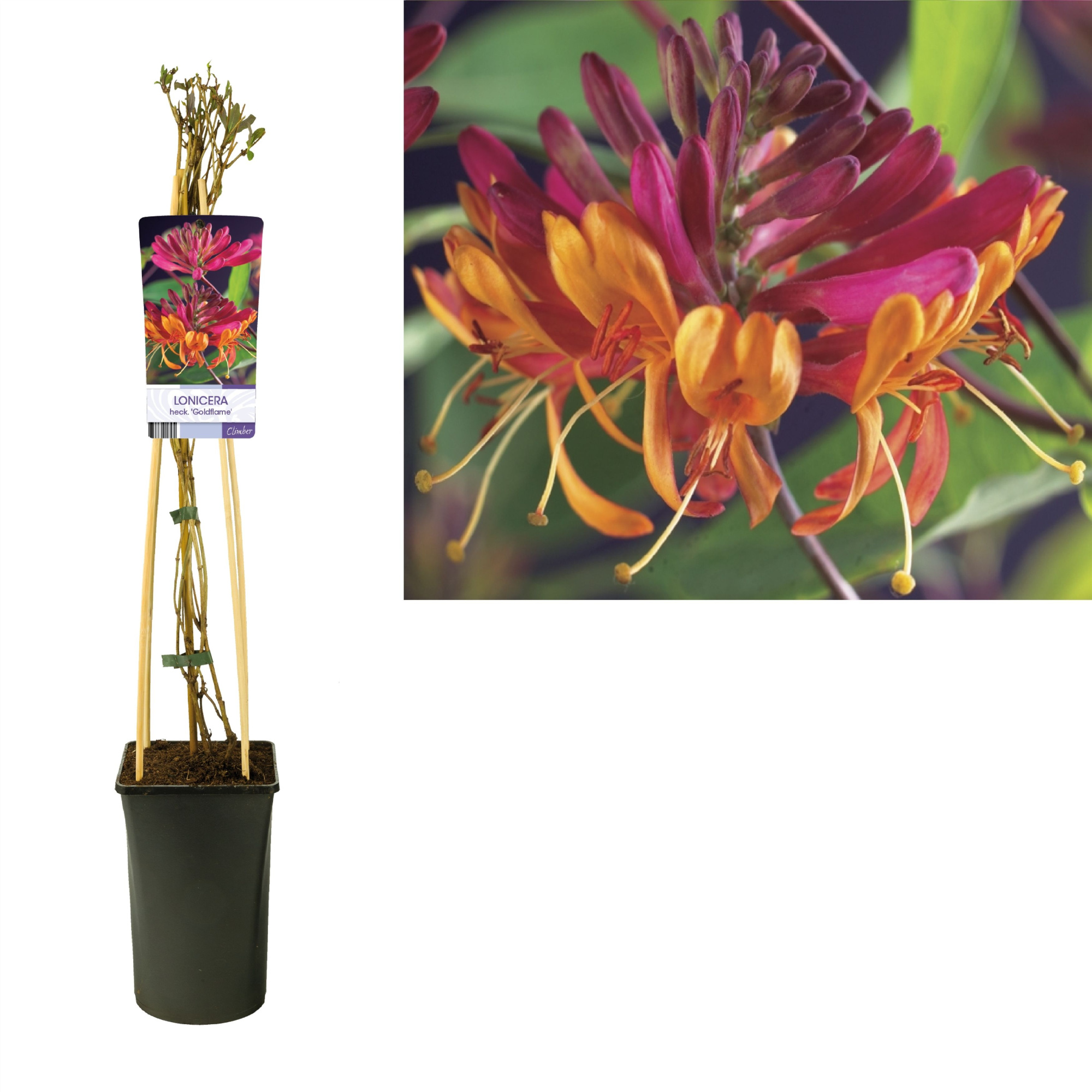 Lonicera heckrottii 'Goldflame' +light label, D 17
