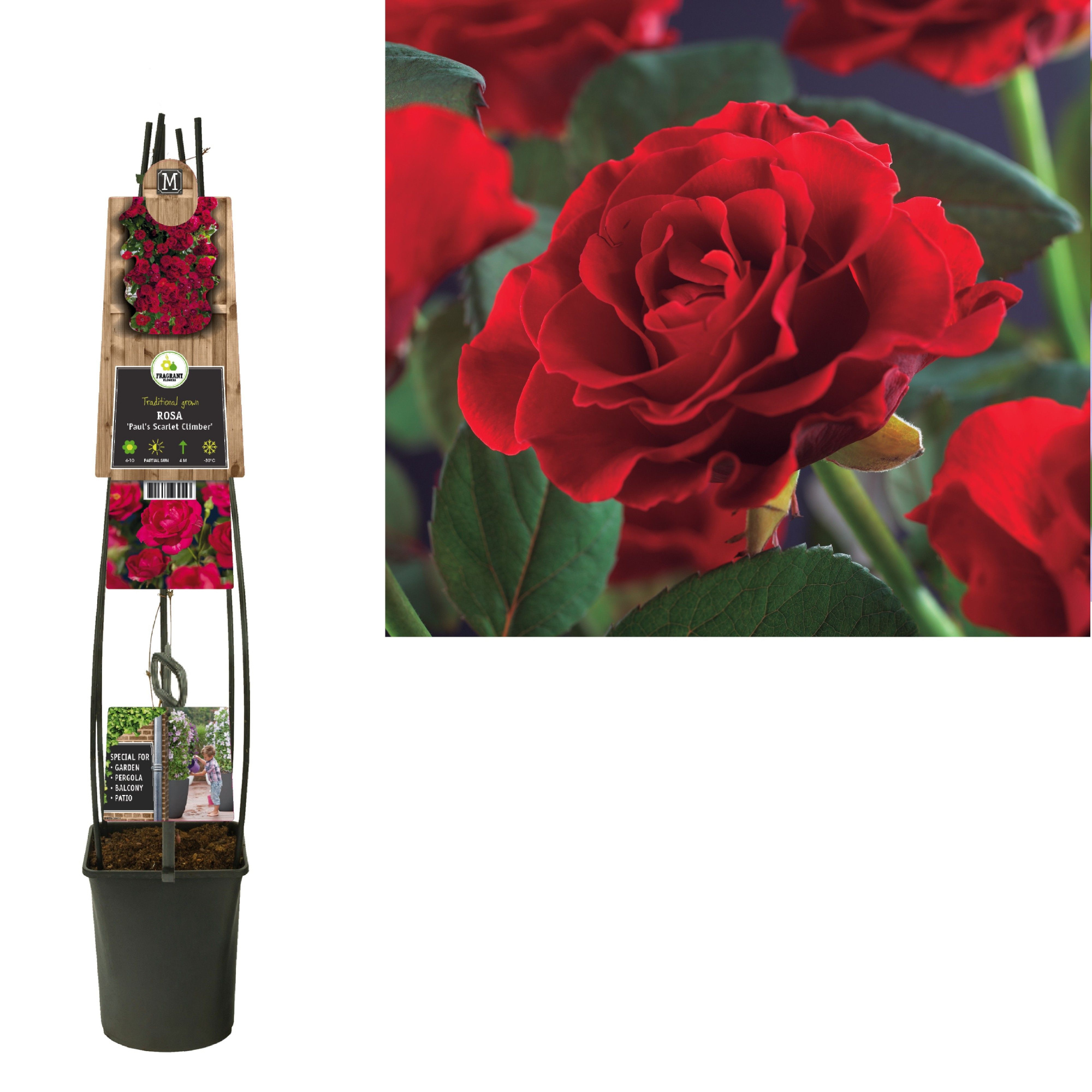 Rosa 'Paul's Scarlet Climber'+3.0 label, D 23