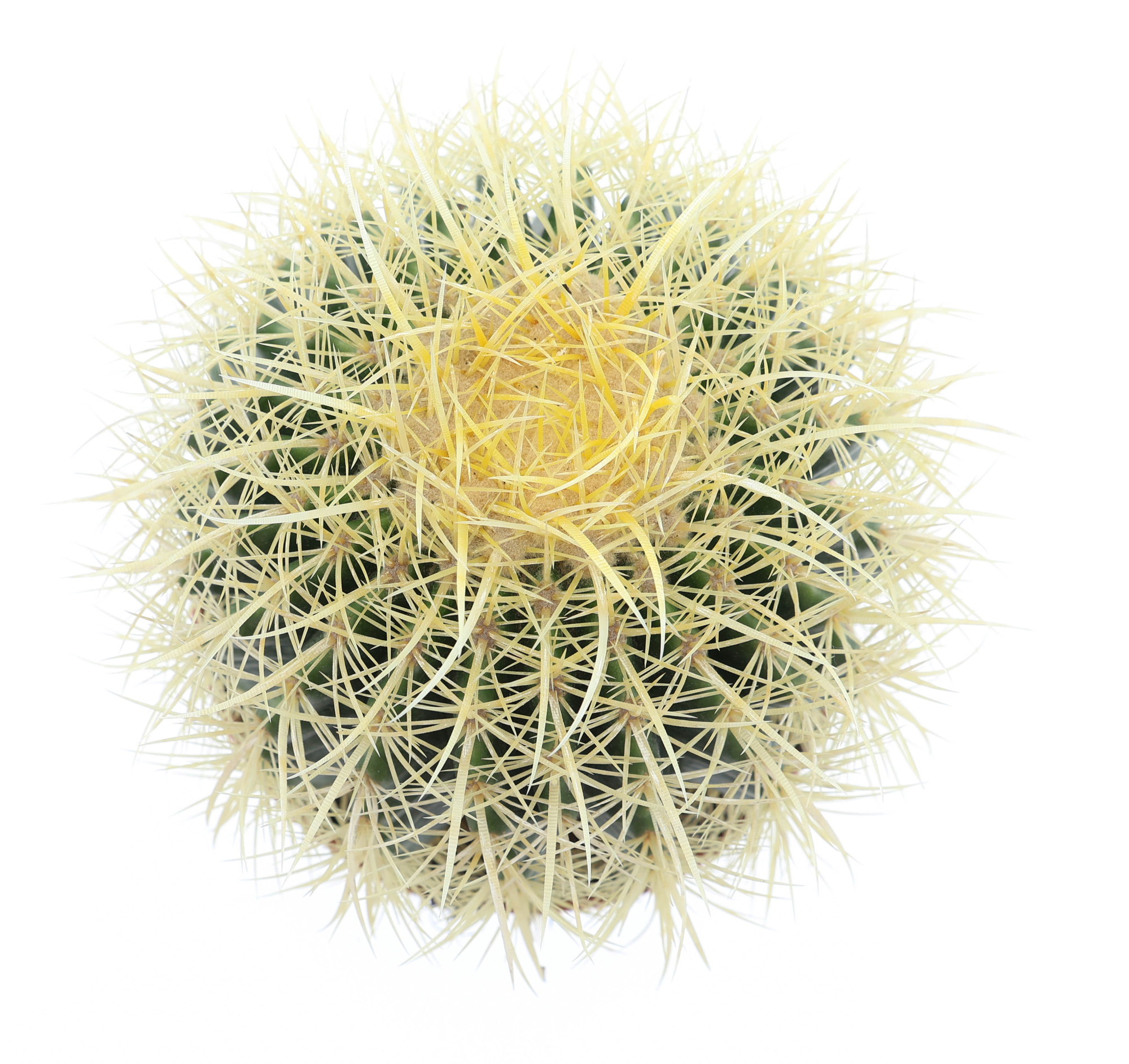 Echinocactus grusonii, D 17