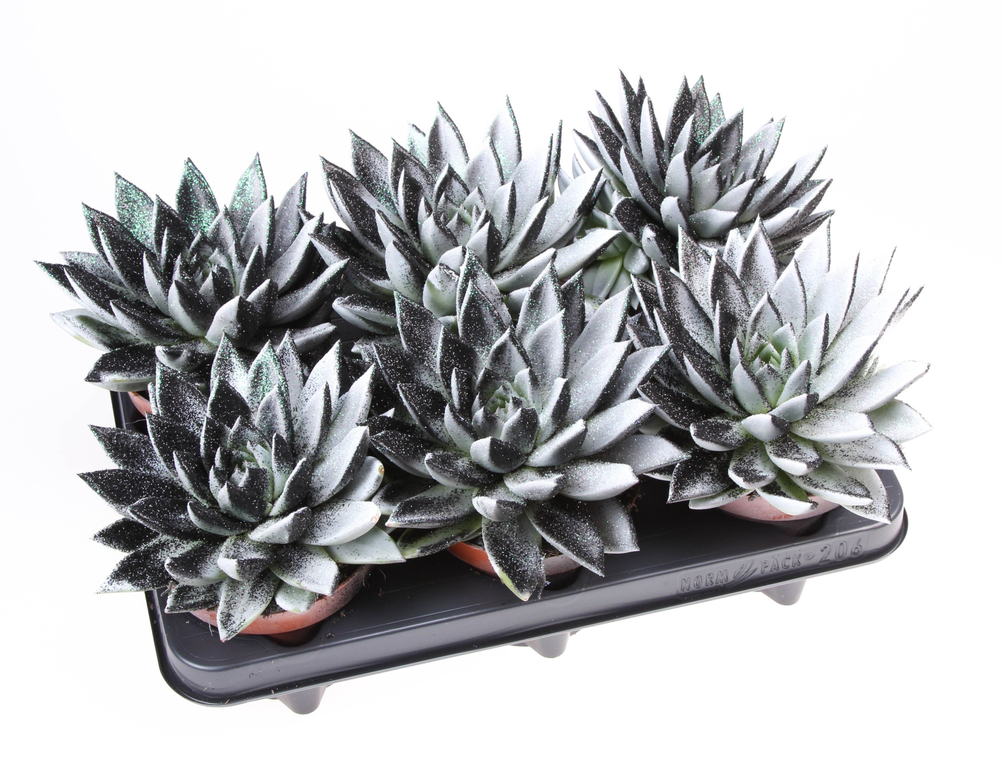 Miranda black&white + bio glitter, D 12