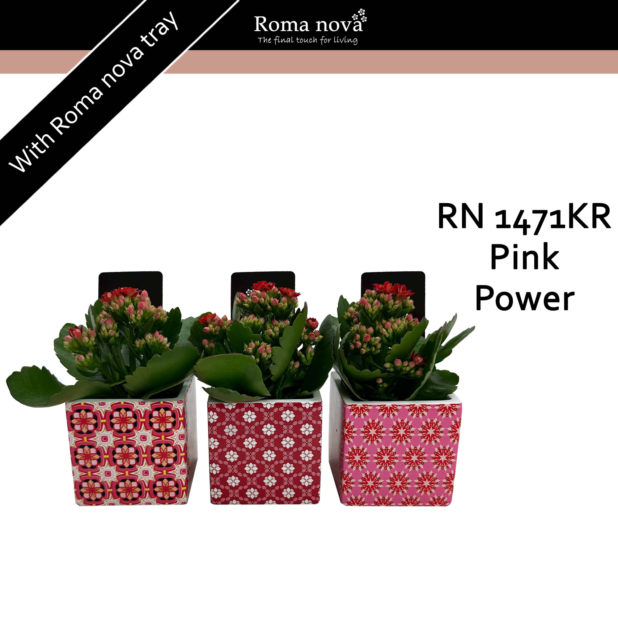 1471KR - Pink Power (Kalanchoe red), D 8