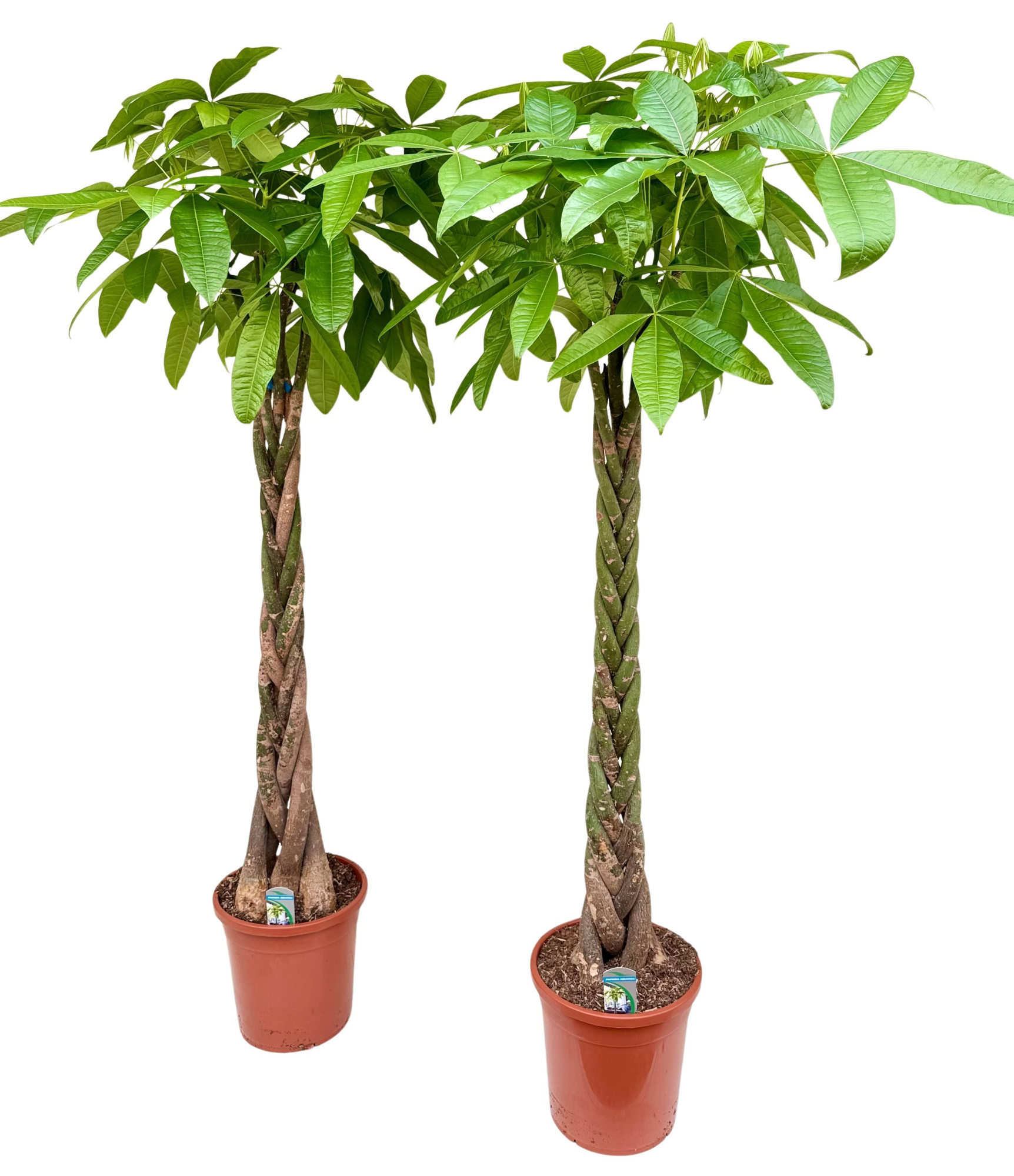 Pachira aquatica P31 H200, D 31