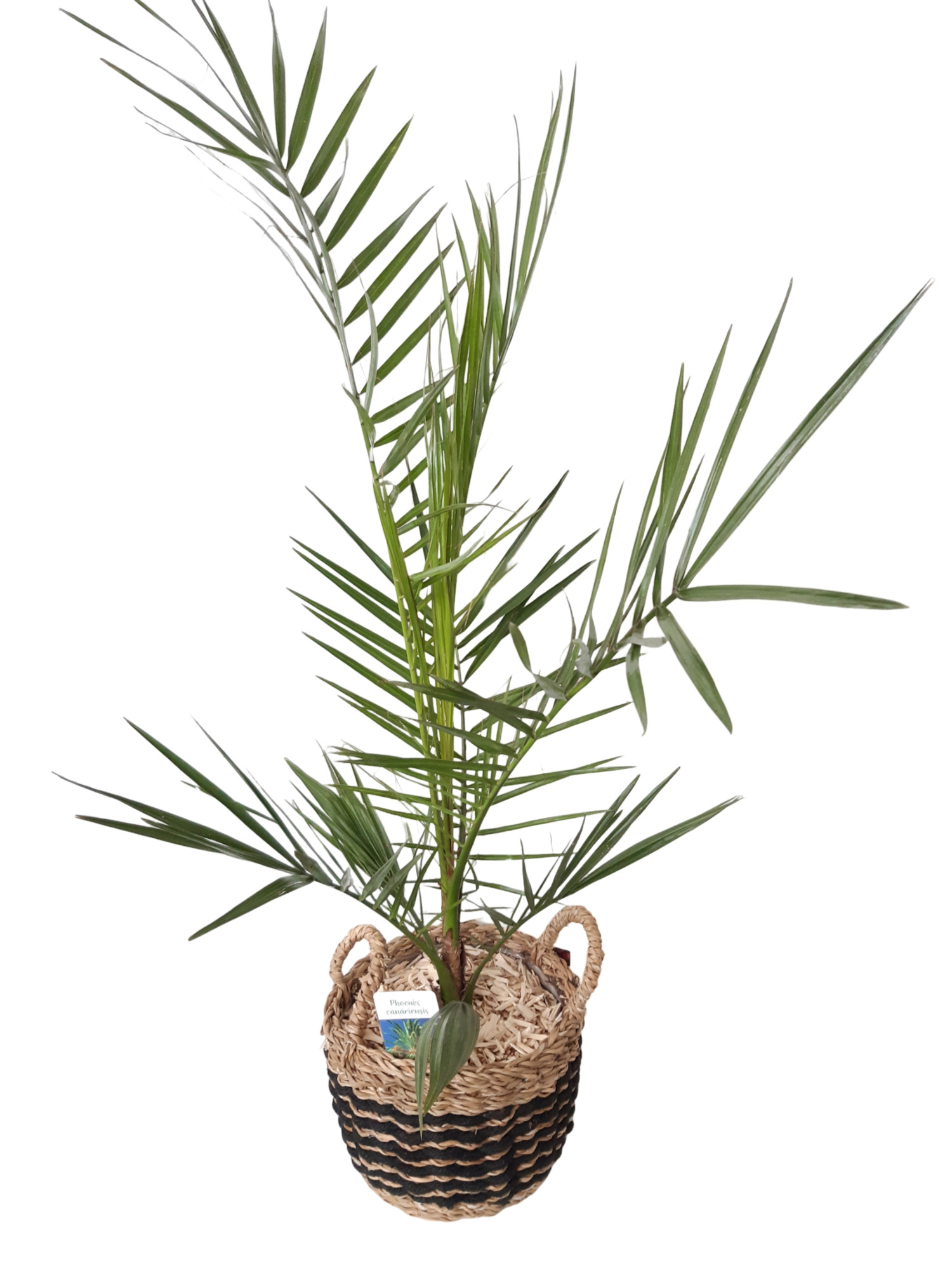 ZM22PHOCA Zebramand 22cm Phoenix Canarien, D 22