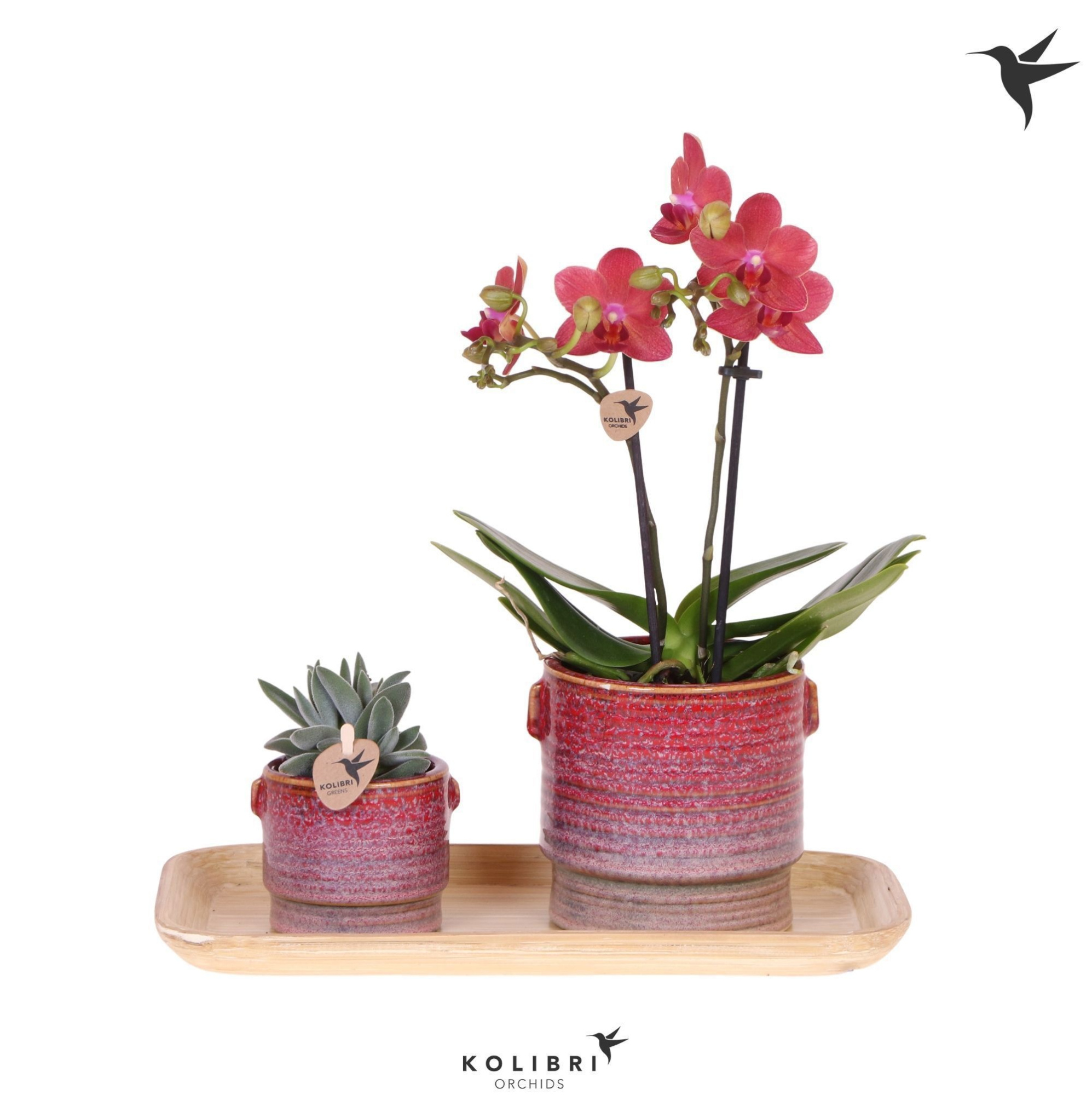 Kolibri Gift Set small Bold Seventies, D 18