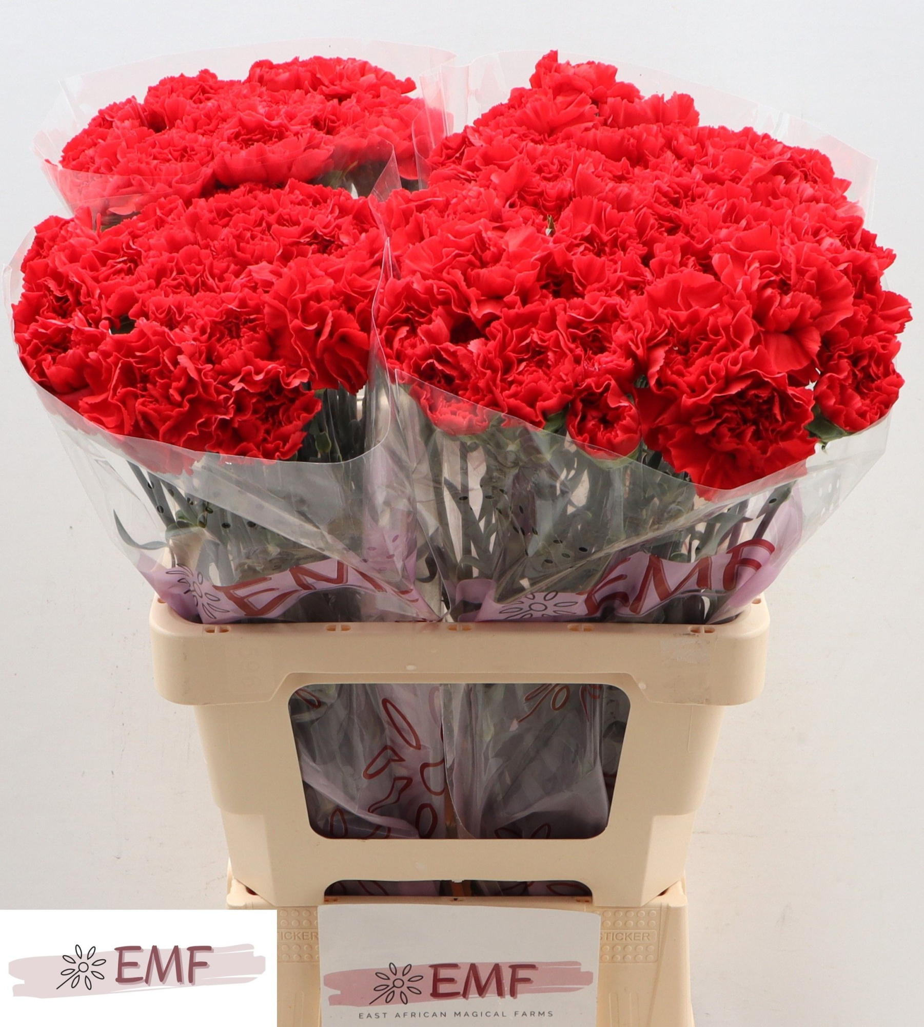 Диантус од. Гранд Слэм, шт.