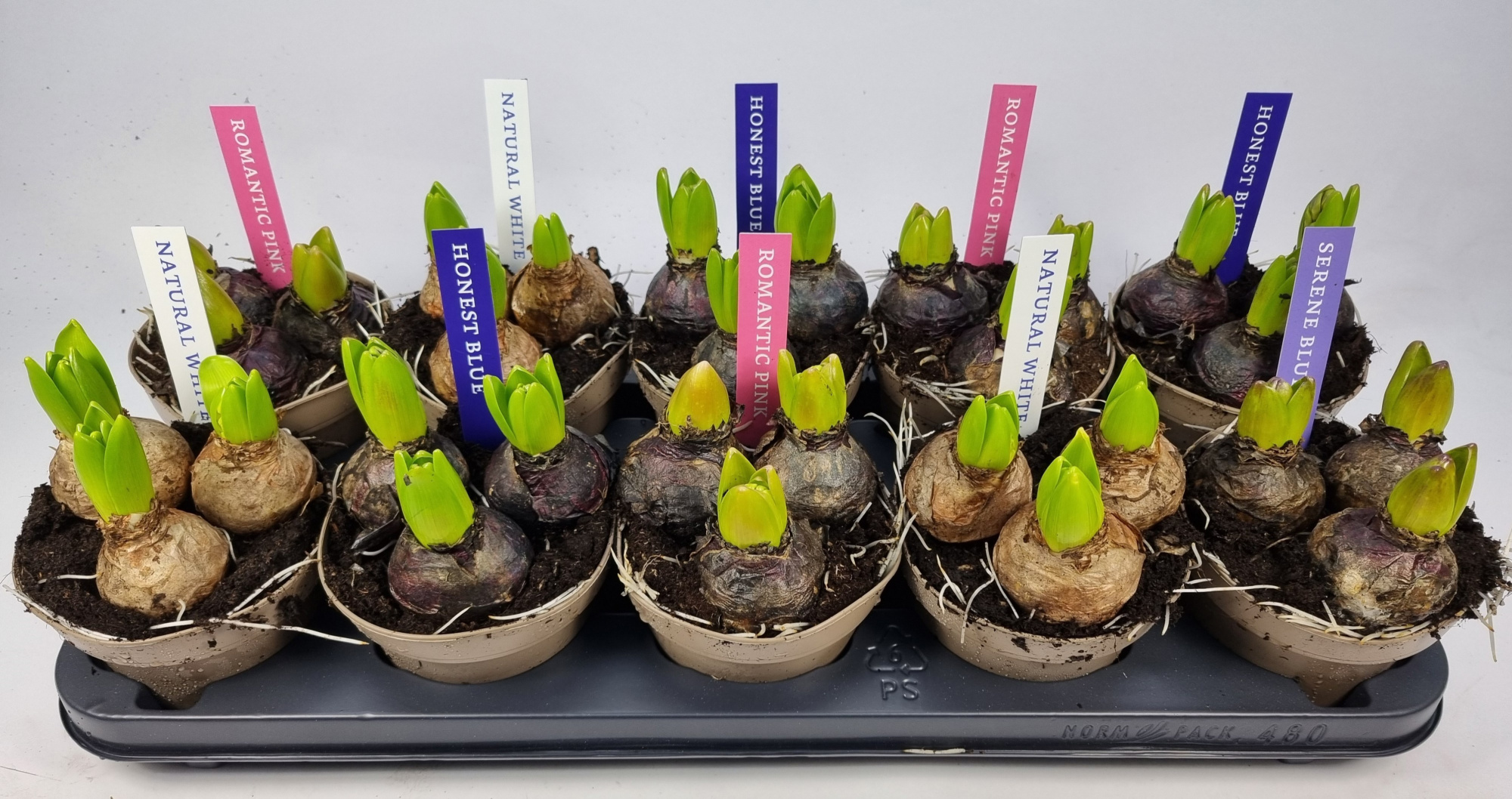 HYACINT MIX 12 KLOK ETIKET, D 12