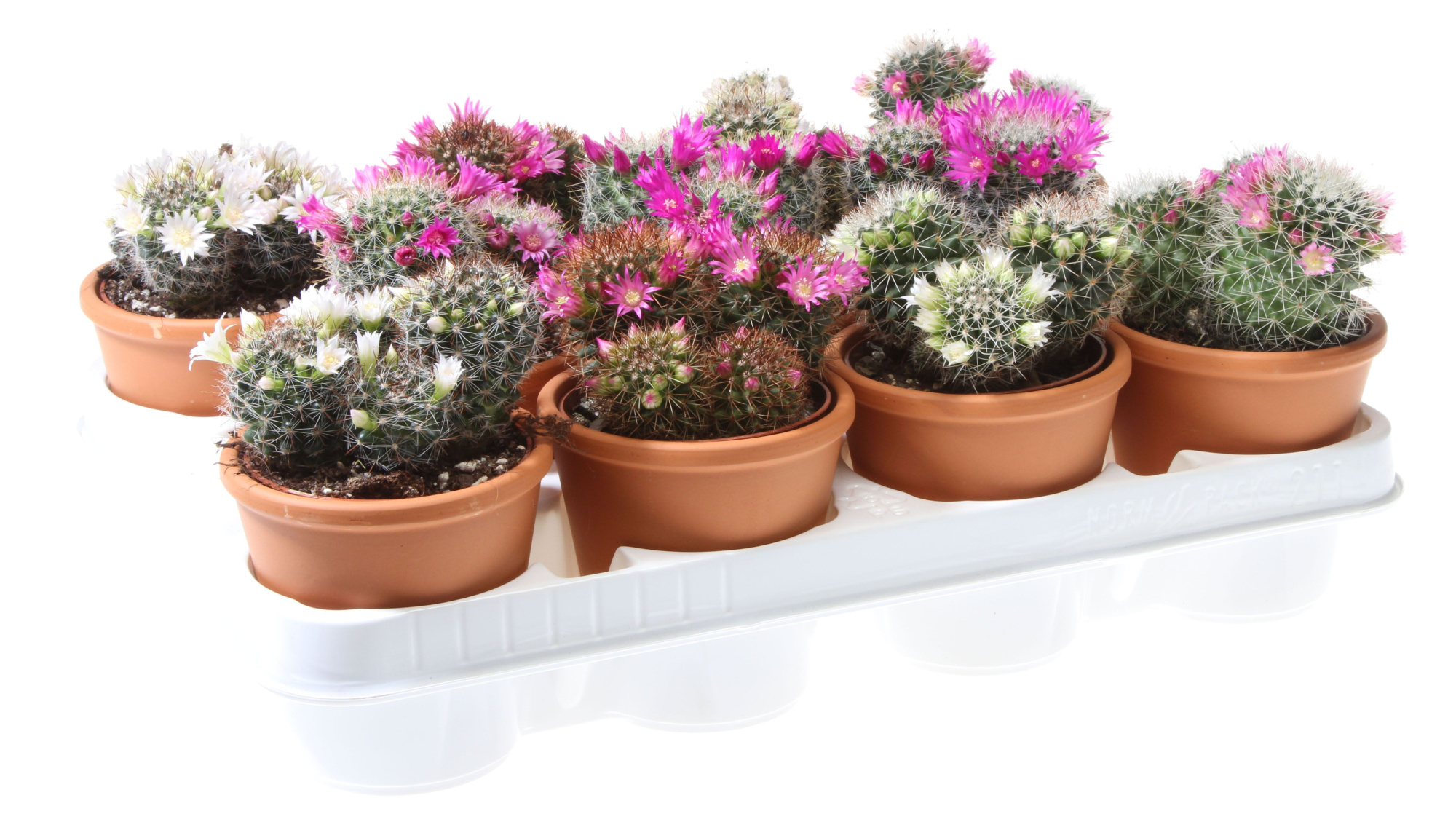 Mammillaria bloei rozenpot, D 10