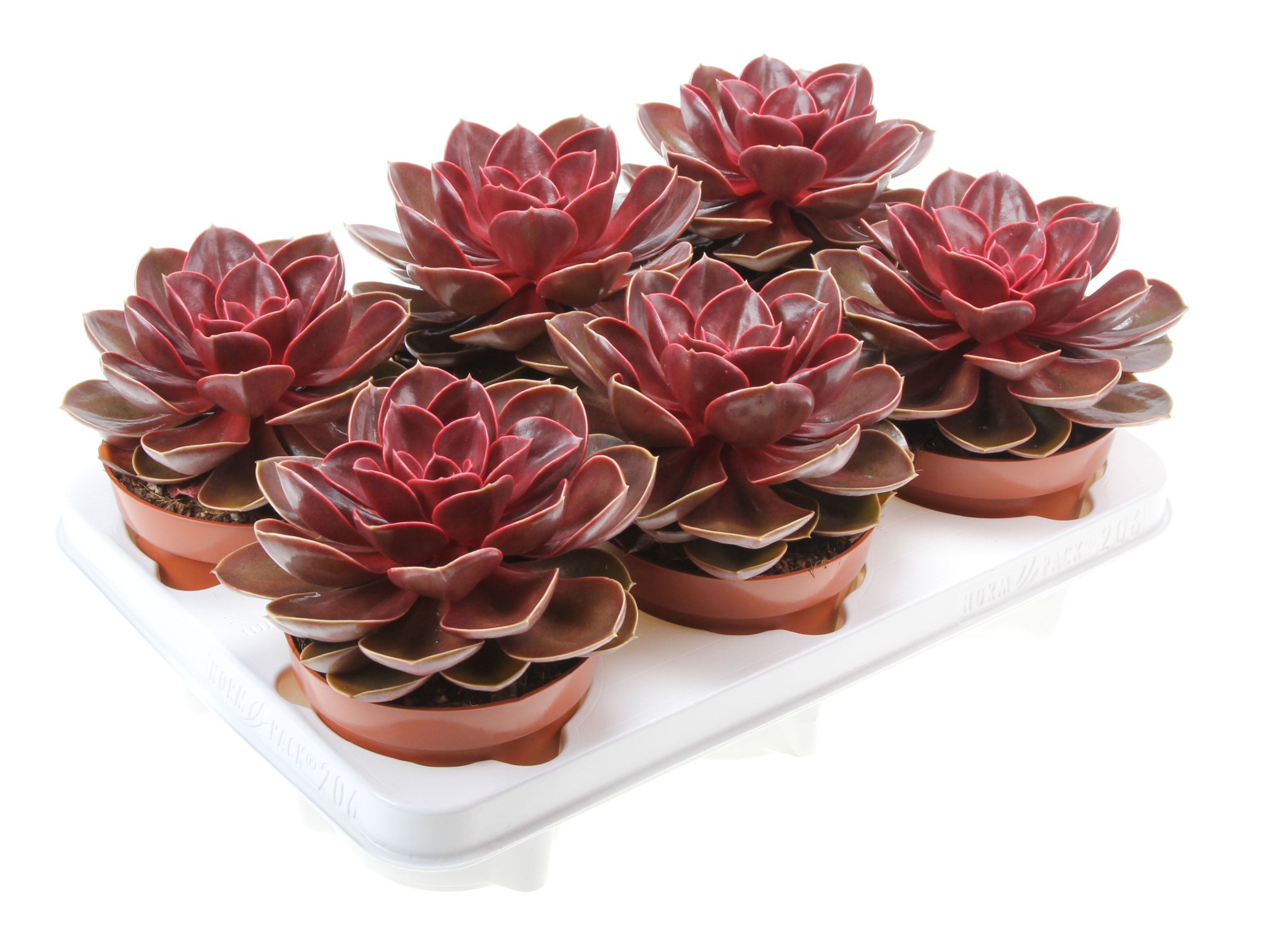 Echeveria magic parel, D 12