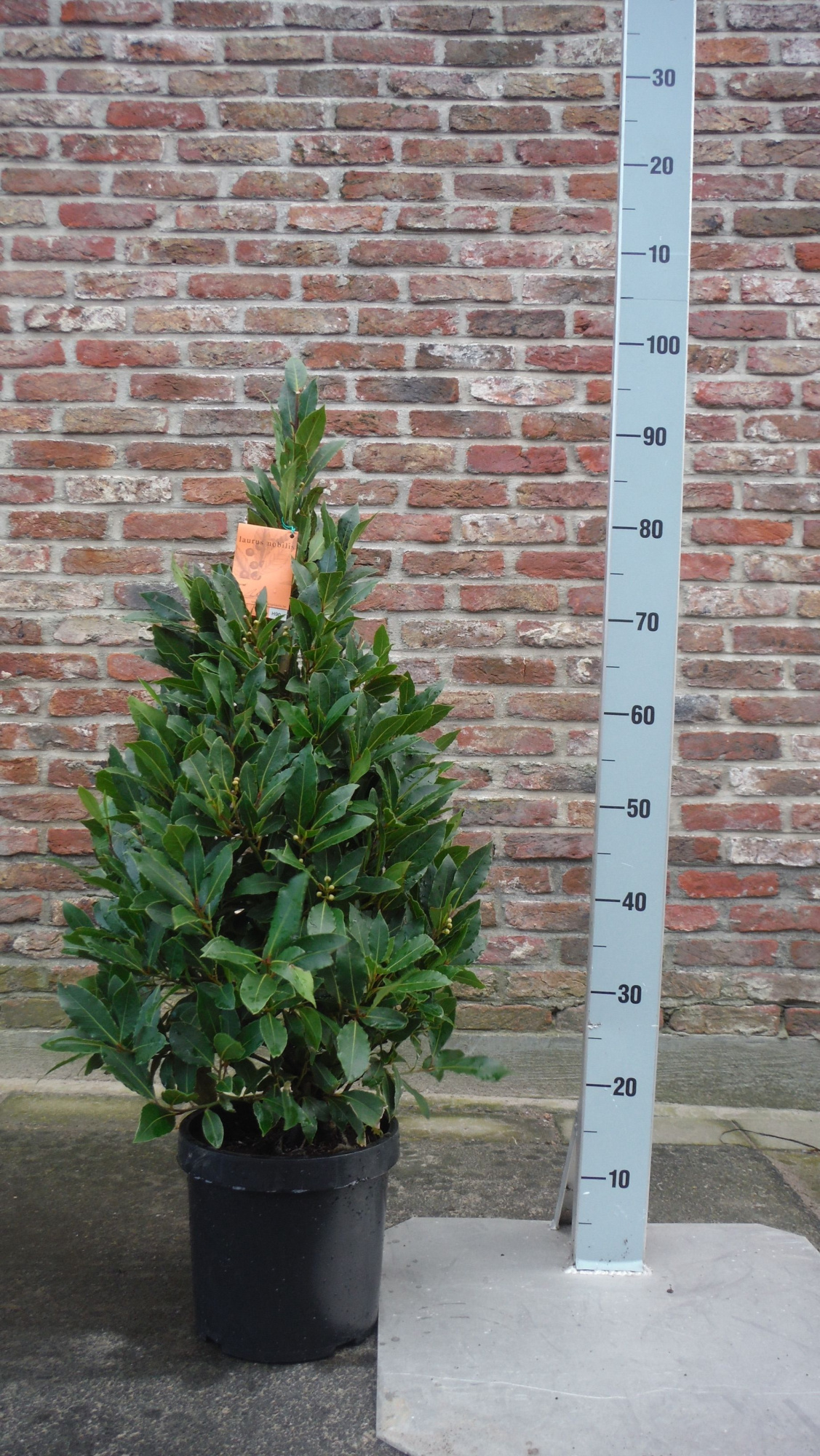 LAURUS NOBILIS PYRAMIDE 90 CM P20, D 20
