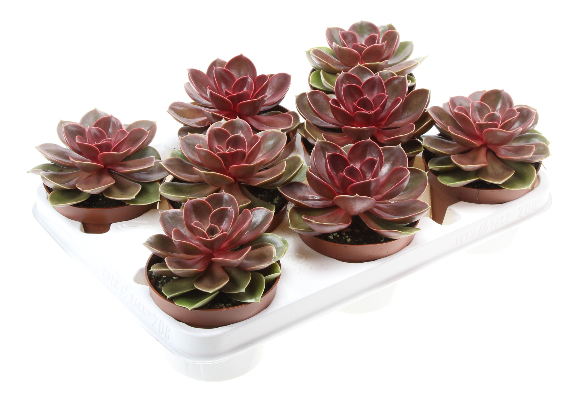 Echeveria magic parel, D 10,5