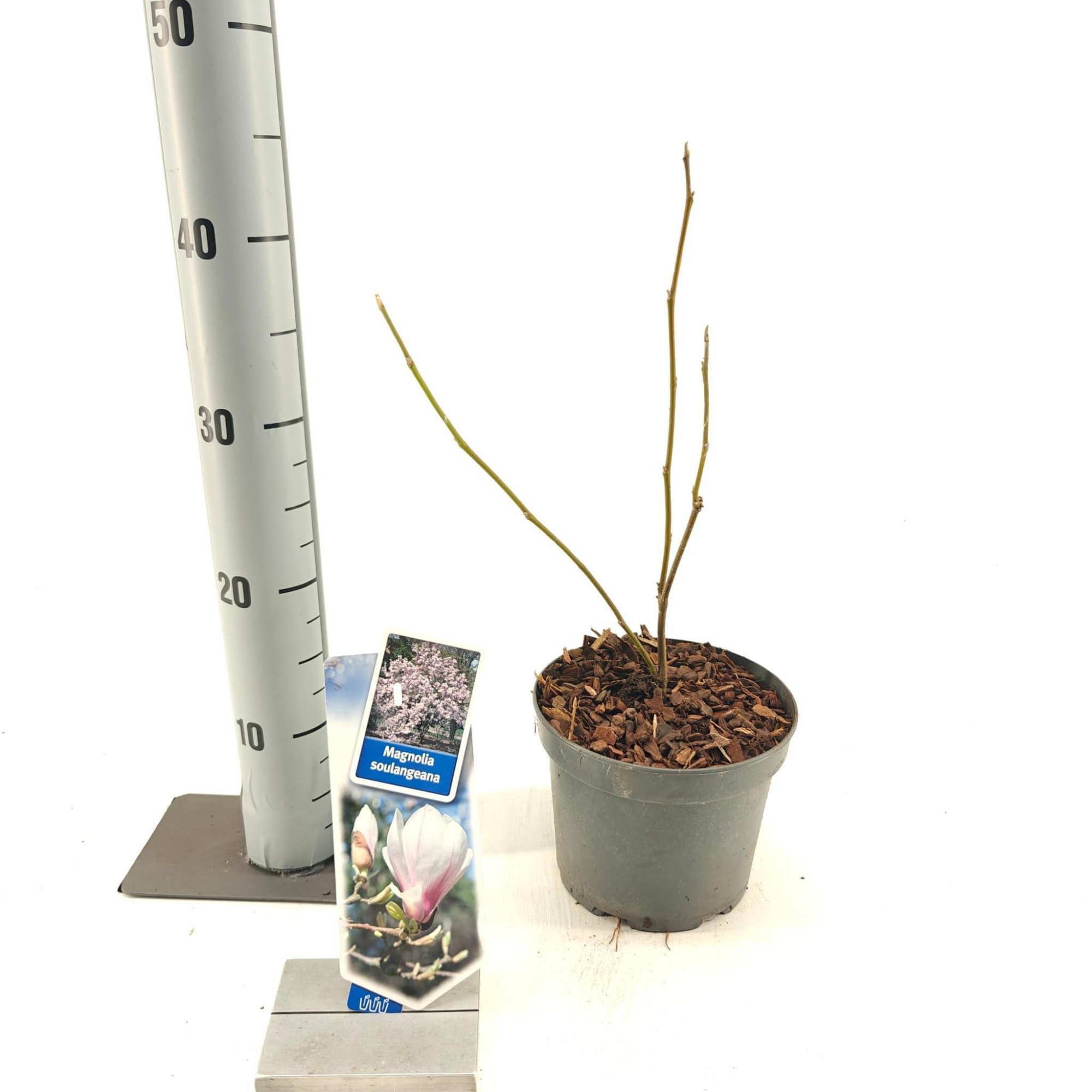 Magnolia soulangeana, D 17