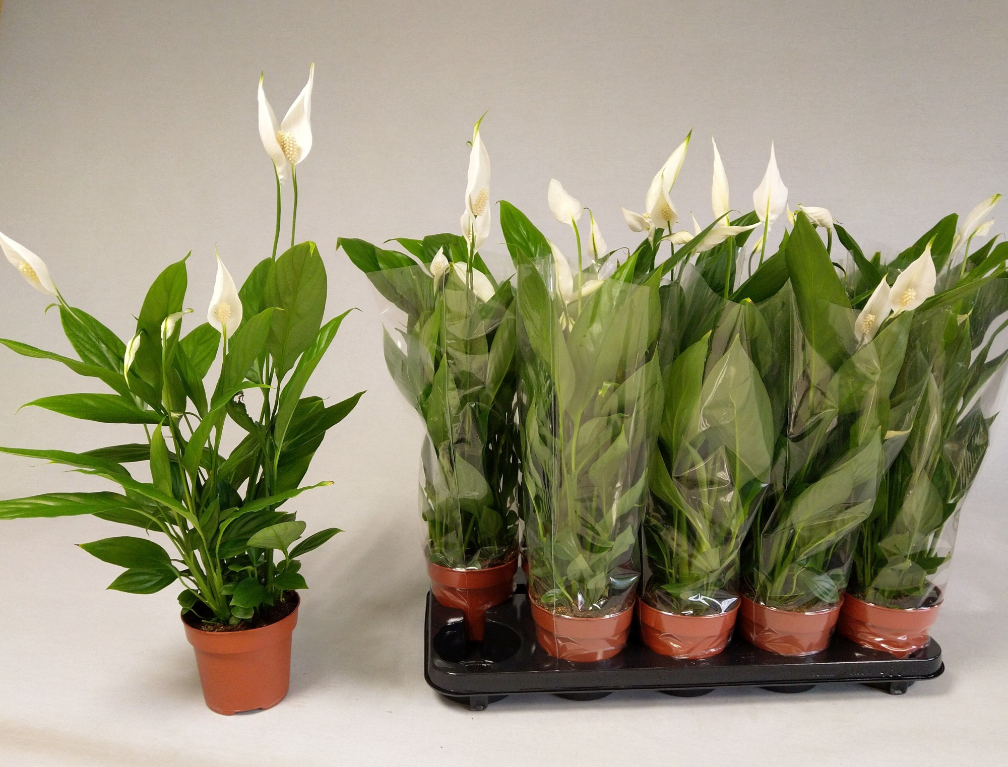 Spathiphyllum 'Alana', D 12 cm