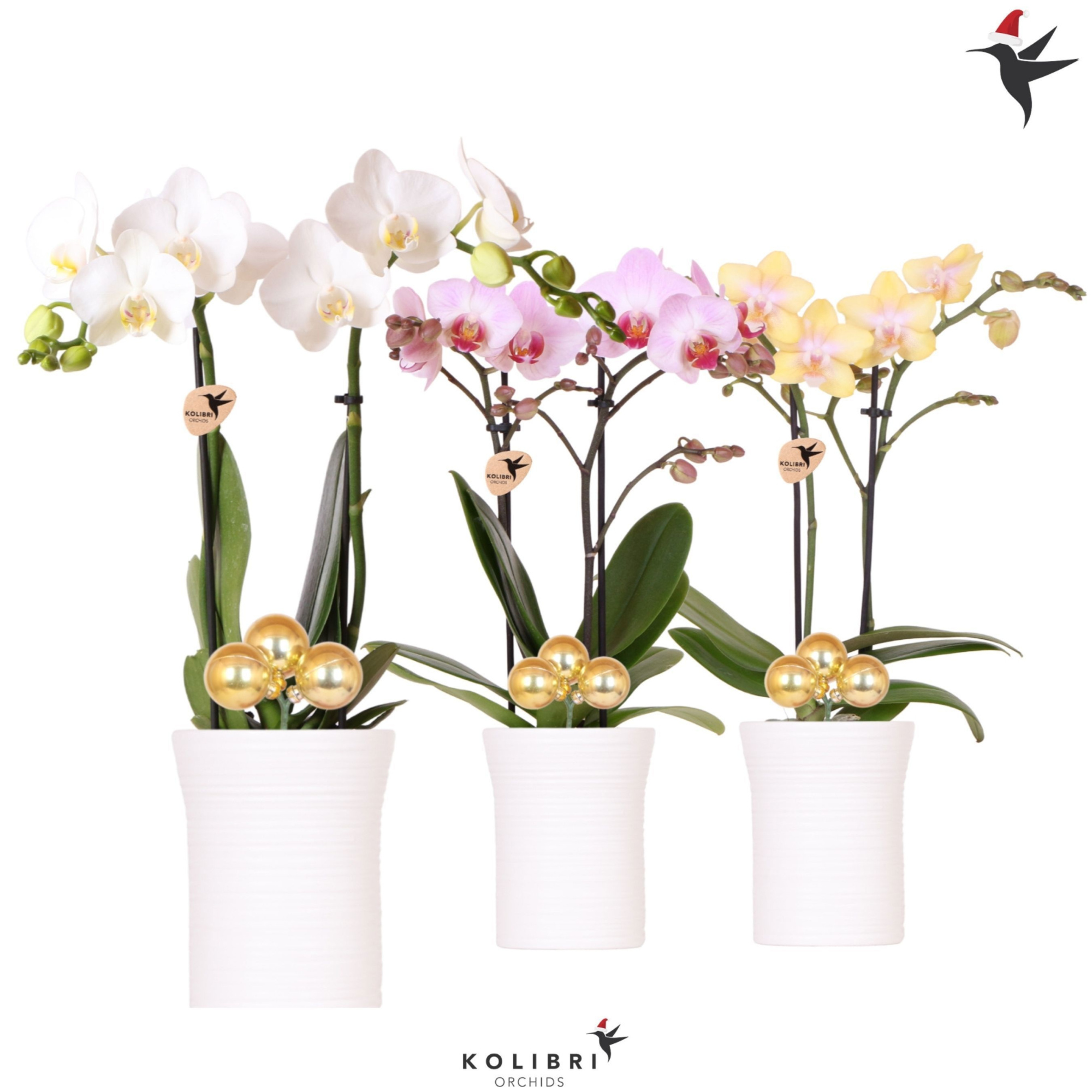 Kolibri Orchids Phalaenopsis mix 2 spike in Furrow pot white with Christmas ball gold, D 9