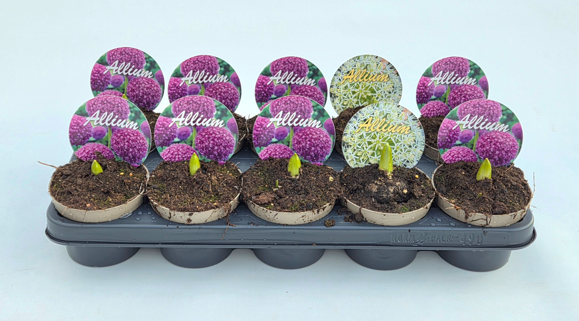 Allium Gladiator+Mt.Everest, D 12