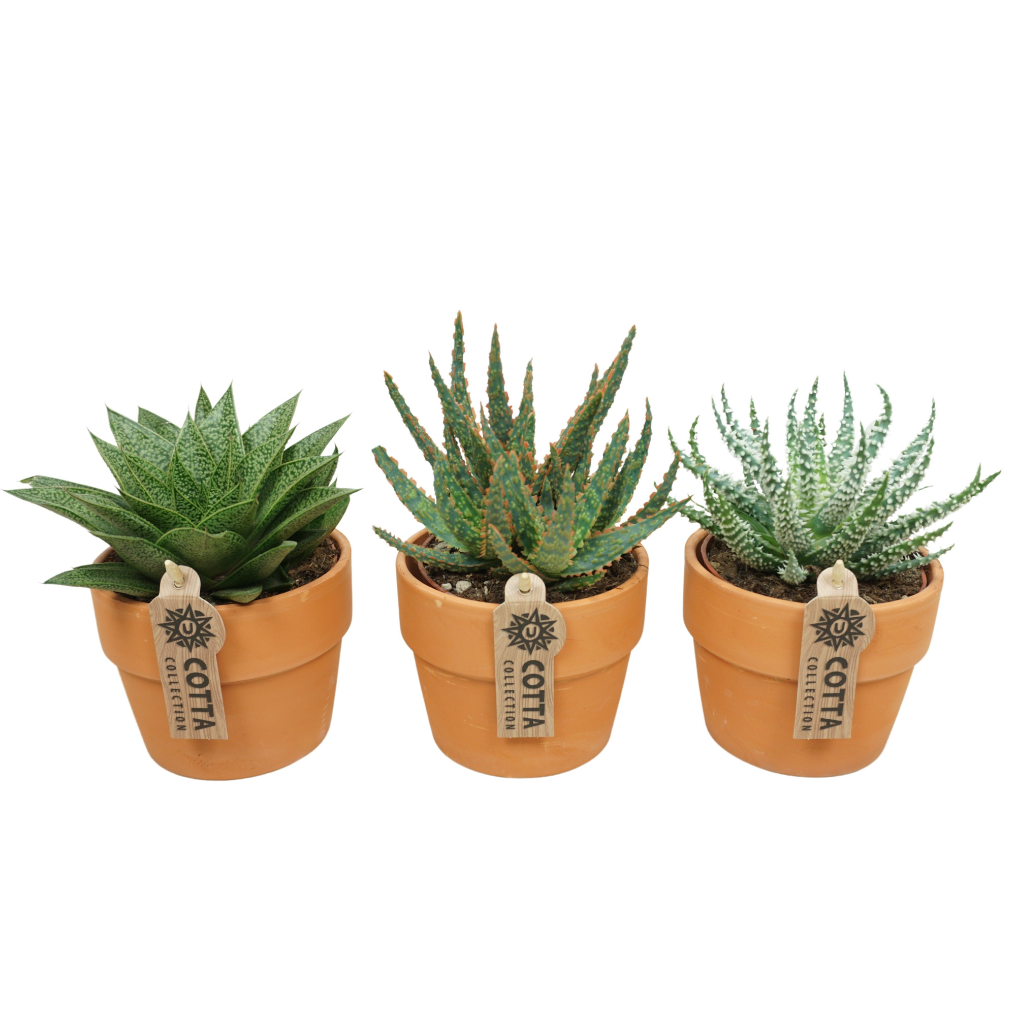 Aloë-Haworthia mix in 12 cm 'Terracotta Kraagpot', D 10,5