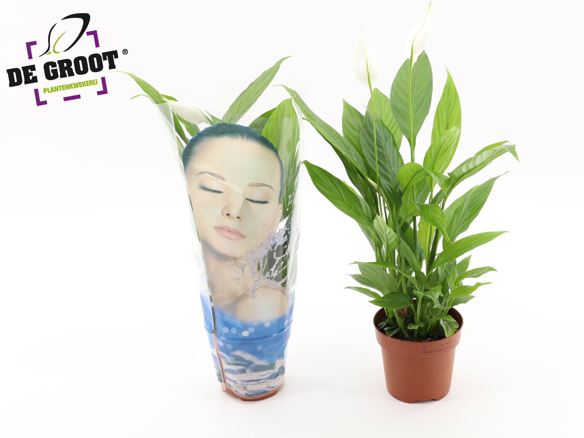 Spathiphyllum Alana in hoes "Face", D 12