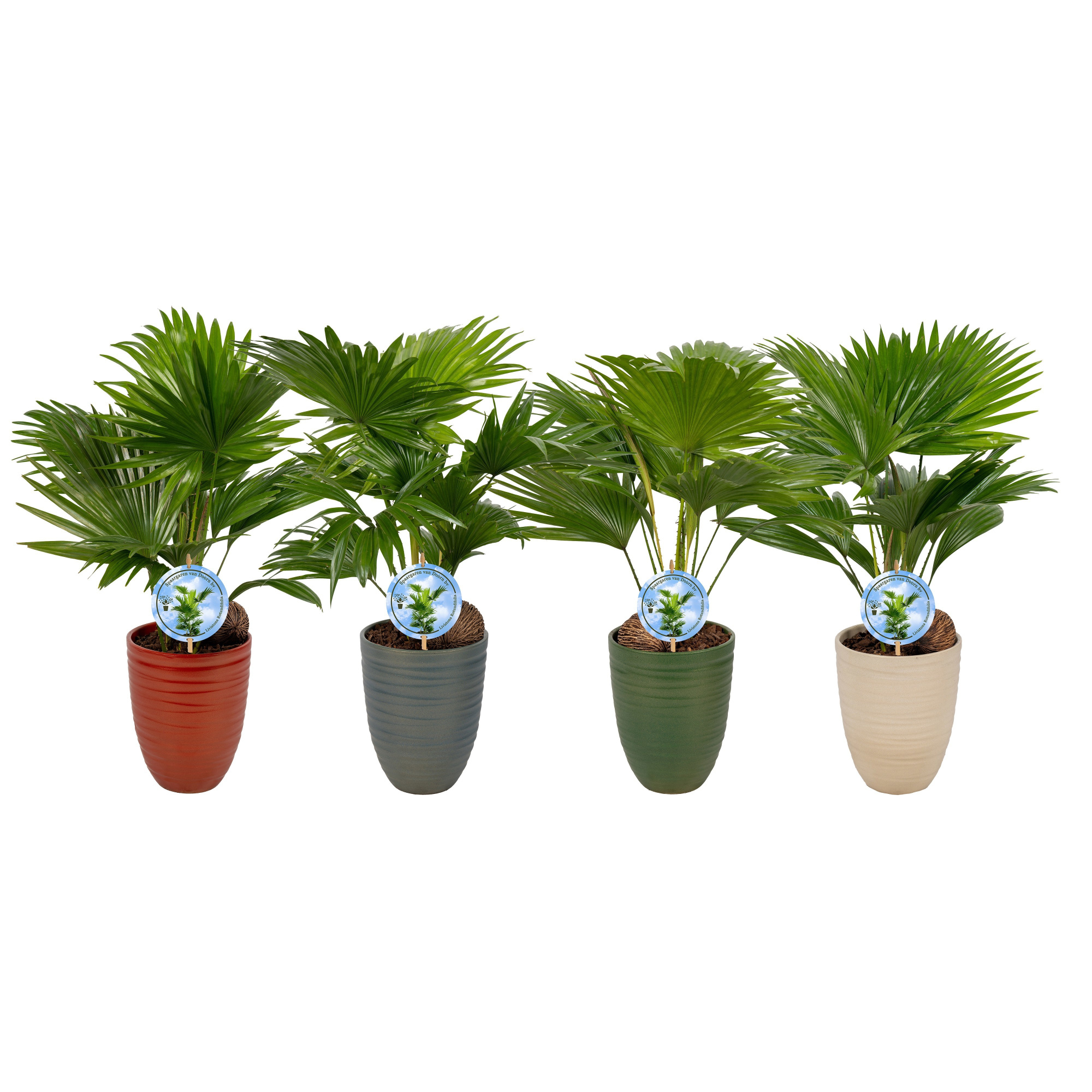 Livistona Nancy Pearl 830 Aspd mix, D 14