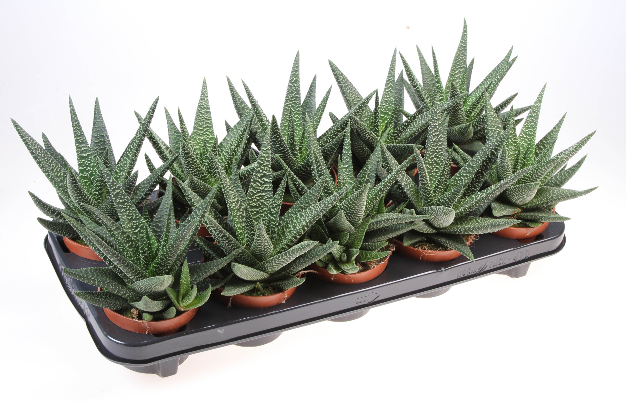 Haworthia Seastar, D 10,5