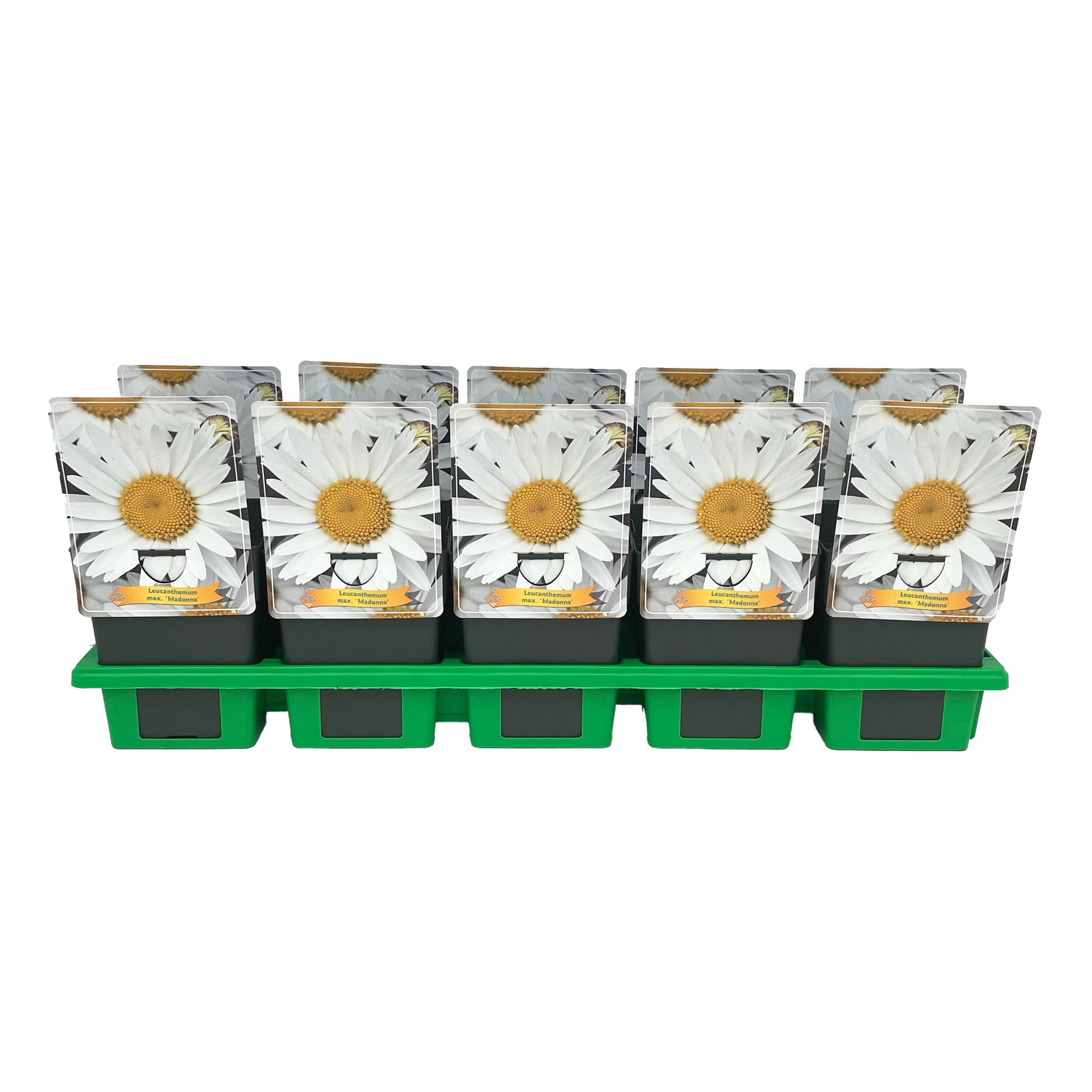 Leucanthemum max. 'Madonna' P11, D 11