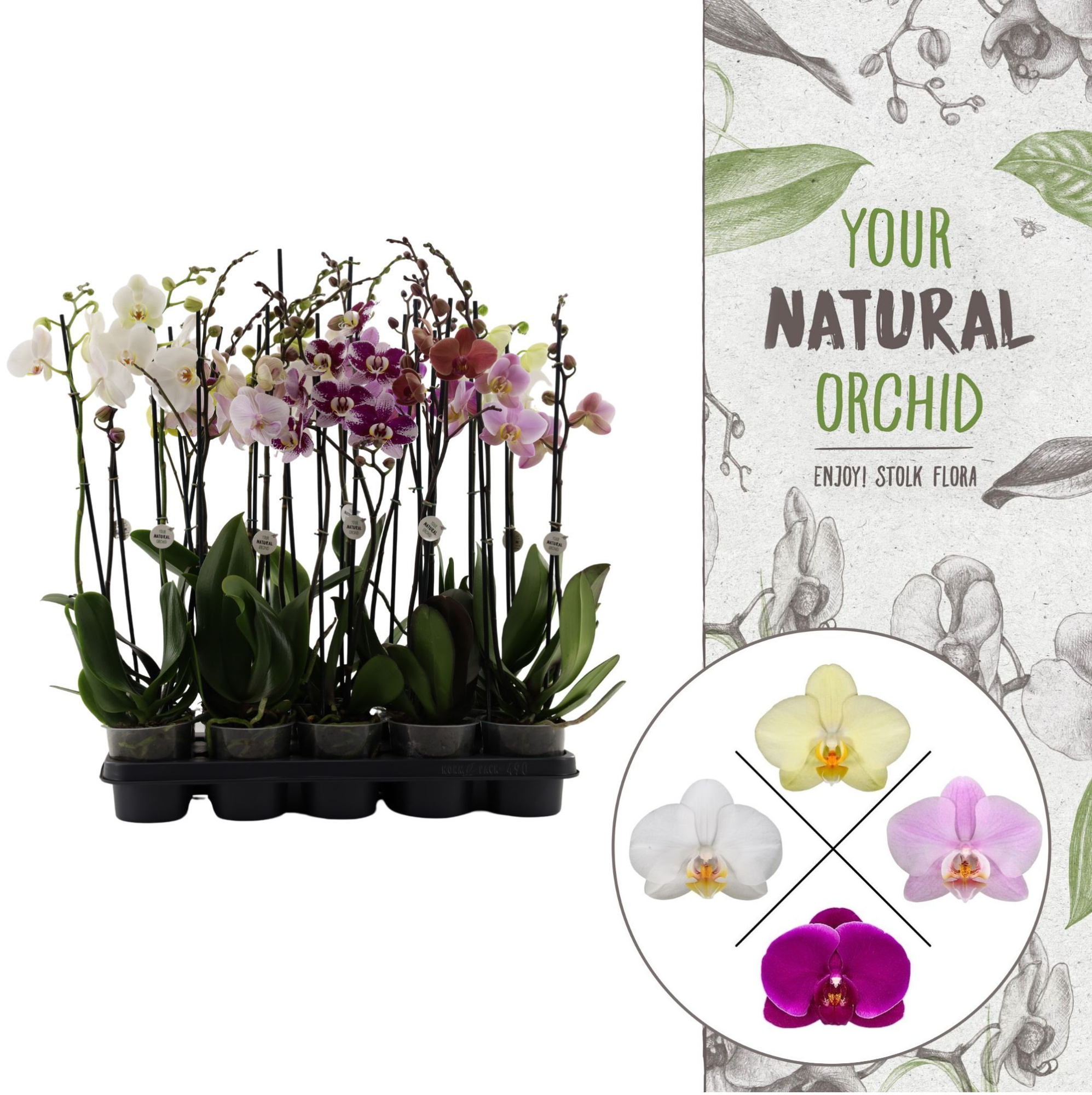 Your Natural Orchid | Mix 65cm 18+ | Phalaenopsis 2 spike, D 12