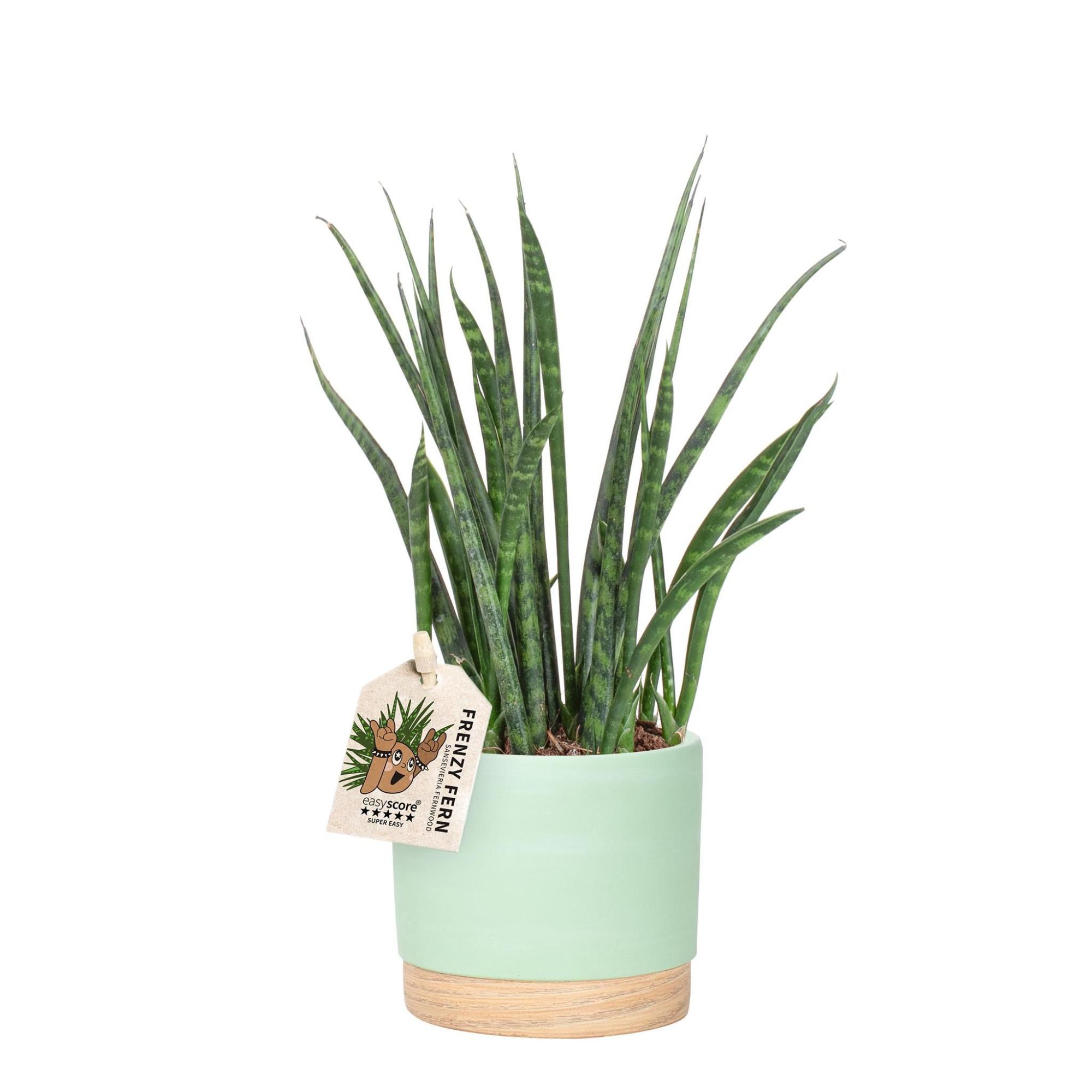 Woodbase Green Matcha, Sansevieria ´Fernwood´, D 12