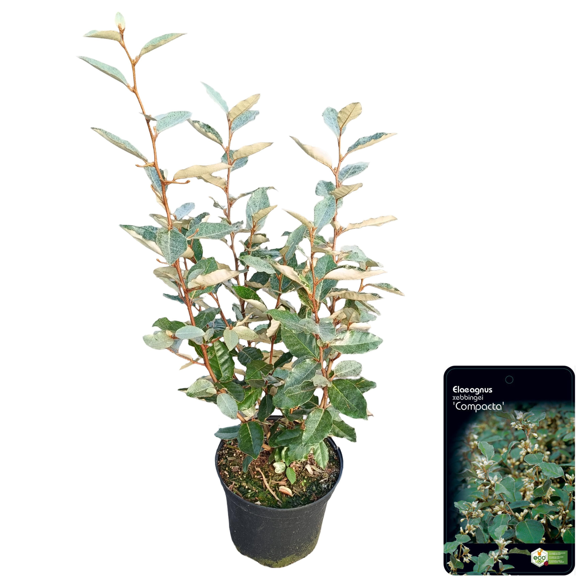 Elaeagnus ebbingei 'Compacta' C5, D 23