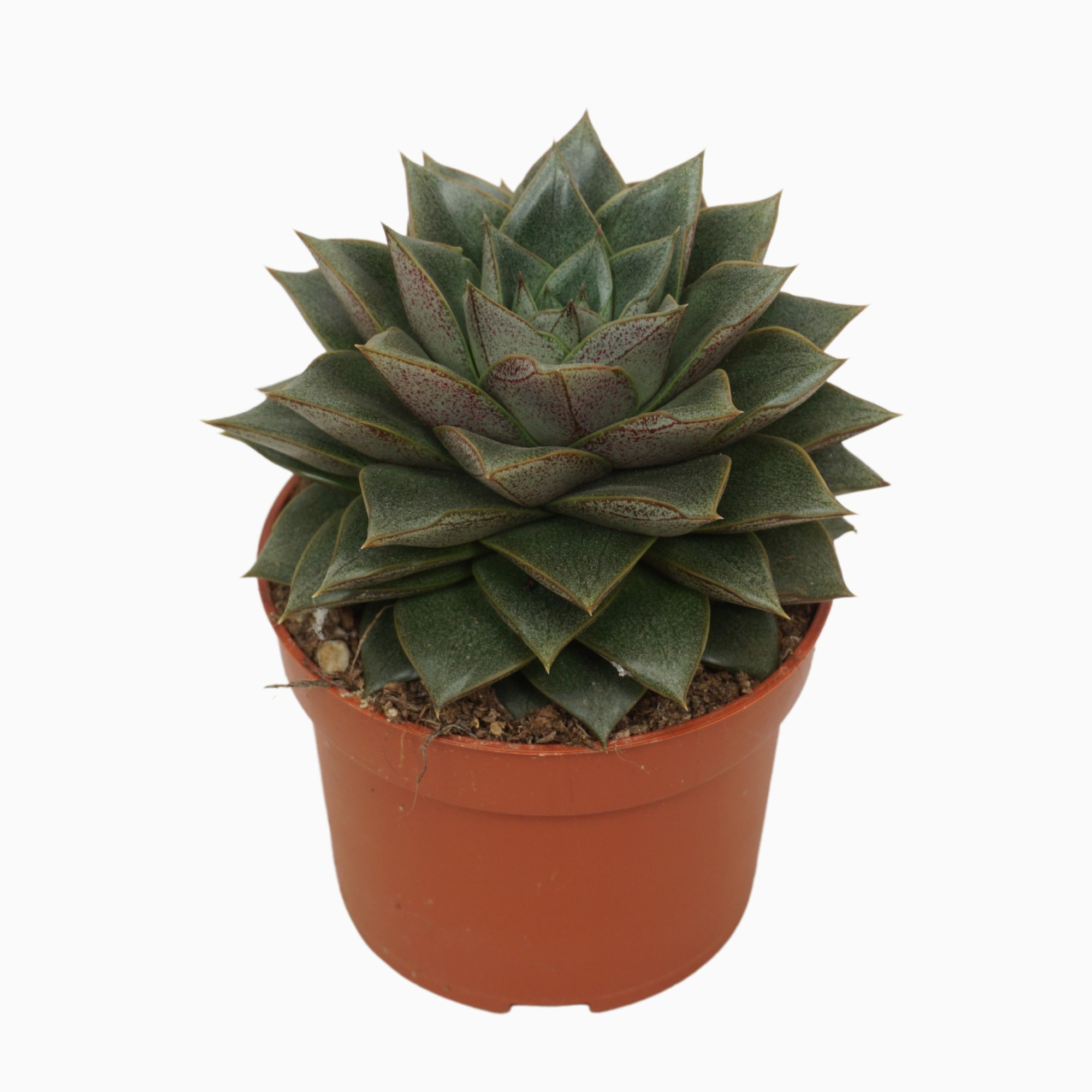 Echeveria chinensis 10,5 cm, D 10,5