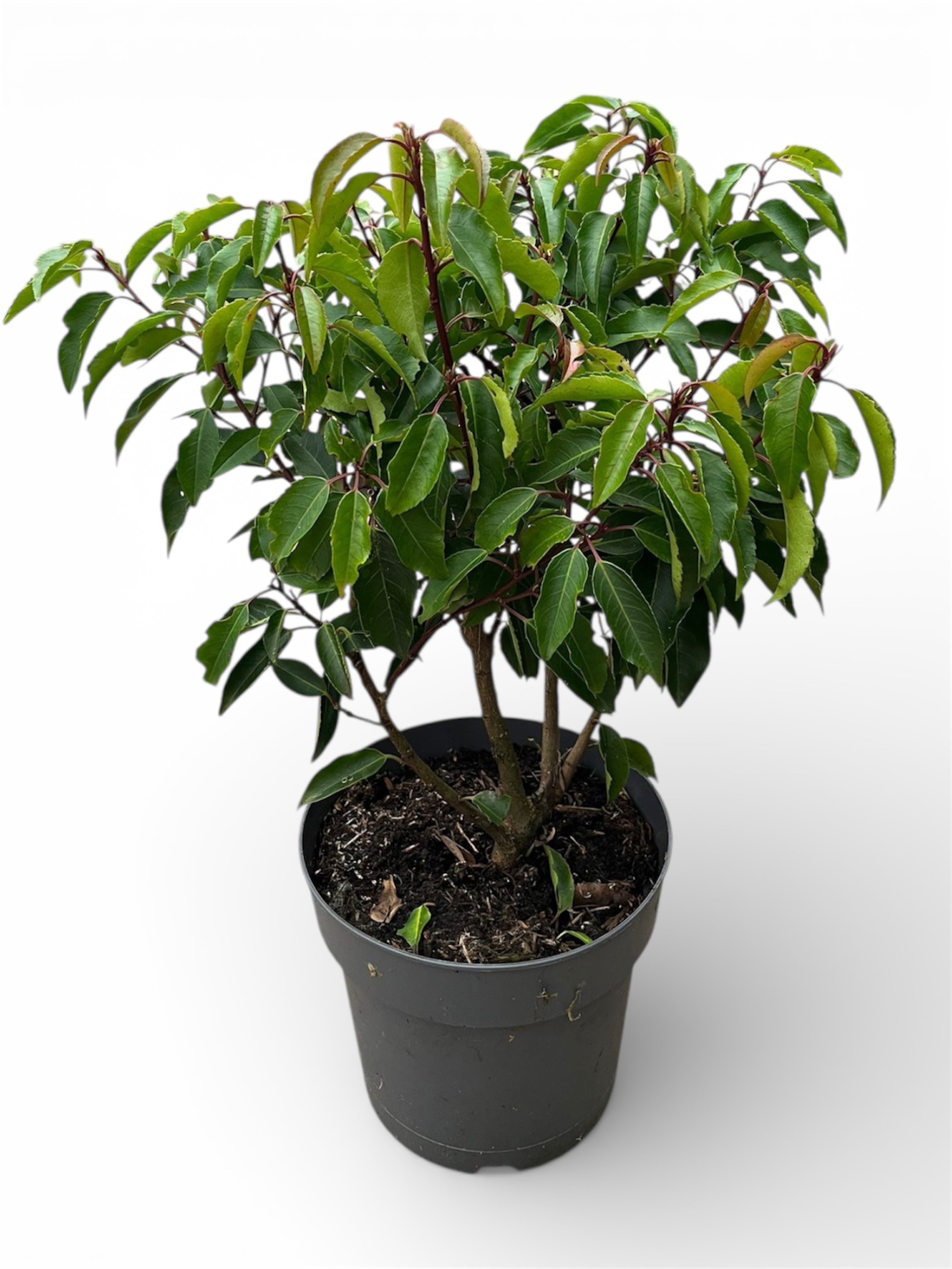 Prunus lusitanica 'Angustifolia' c3/p19 Potgekweekt, D 19