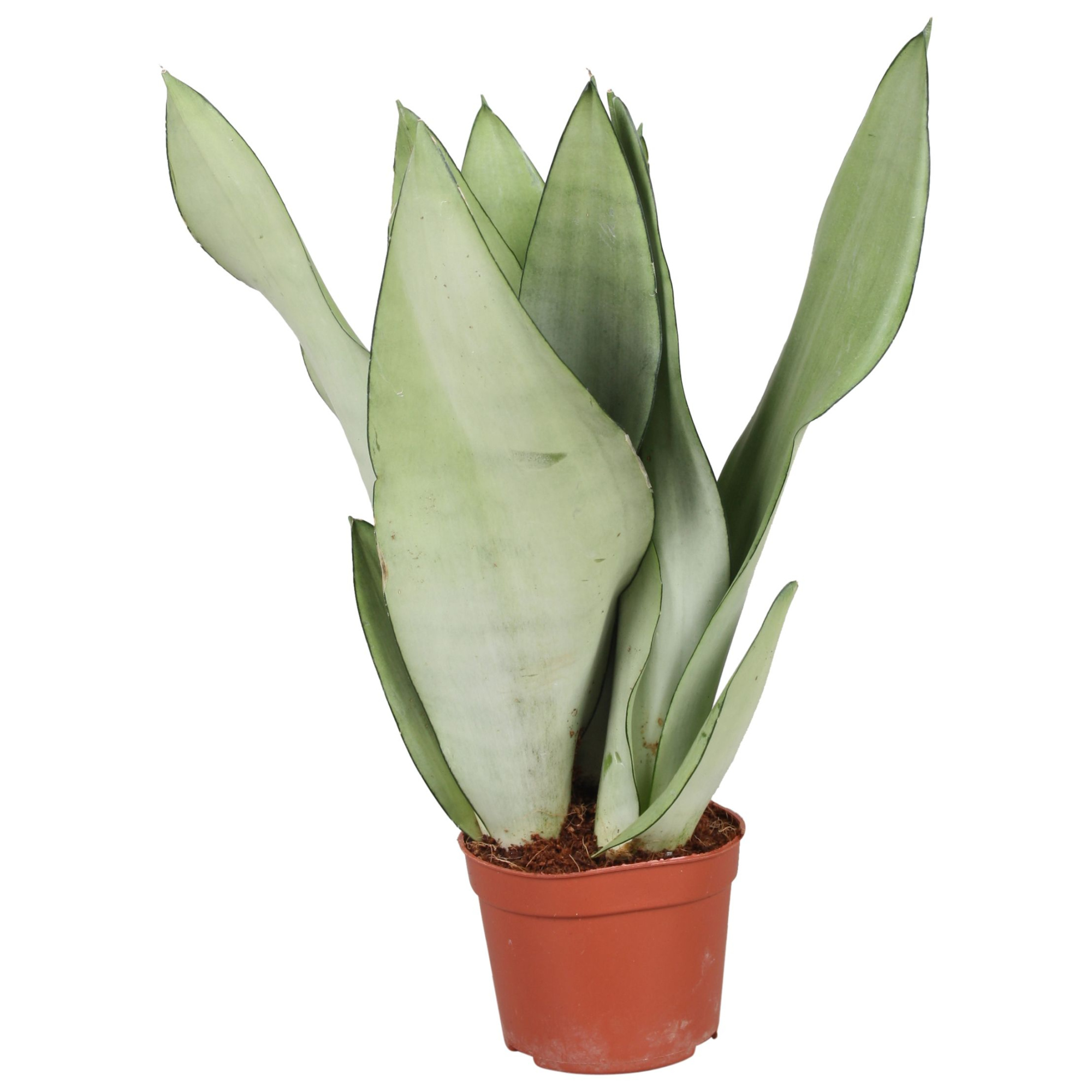 Sansevieria Moonshine, D 9