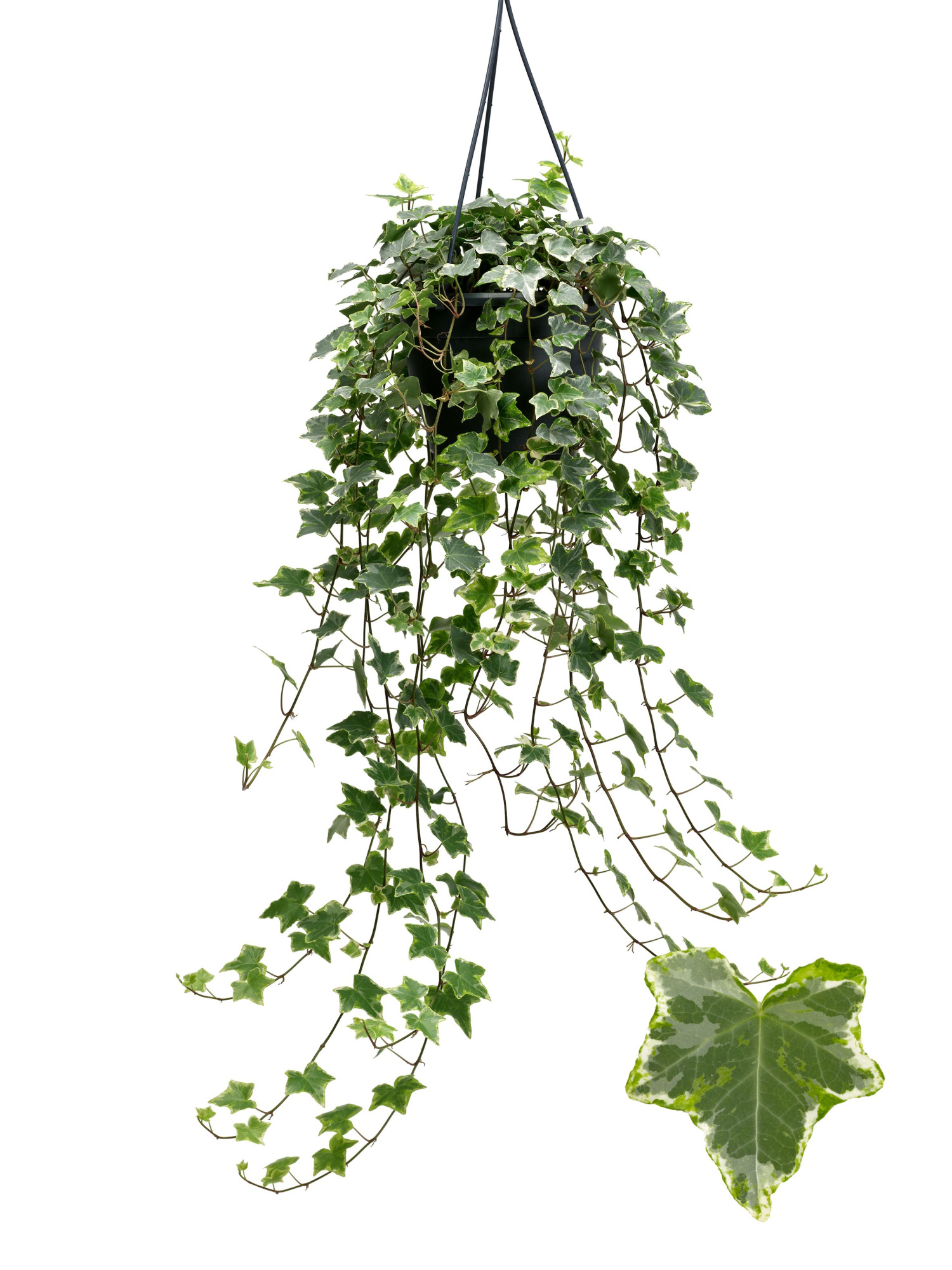 Mint Kolibri 19cm, D 19