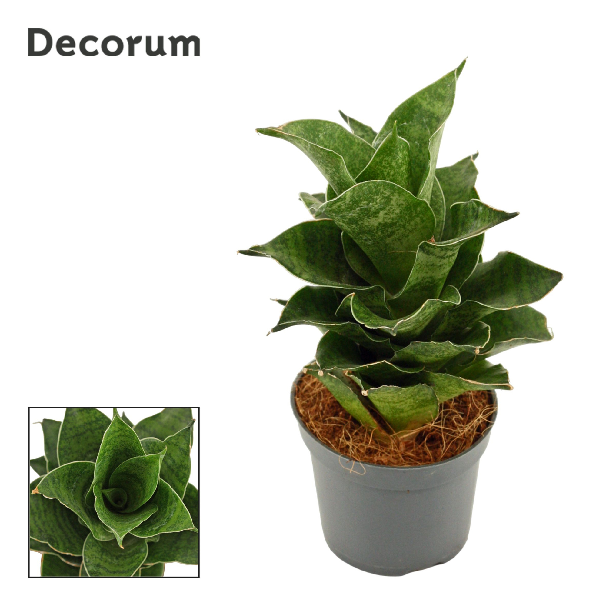 Sansevieria Mahanakorn 6 cm (Decorum), D 6