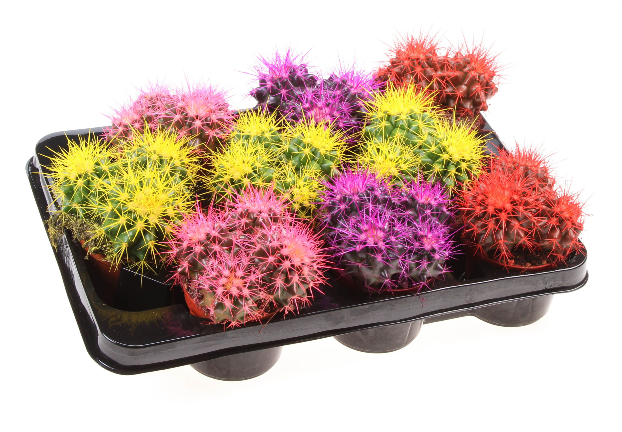 Grusonii rainbow dubbel XXL, D 8,5