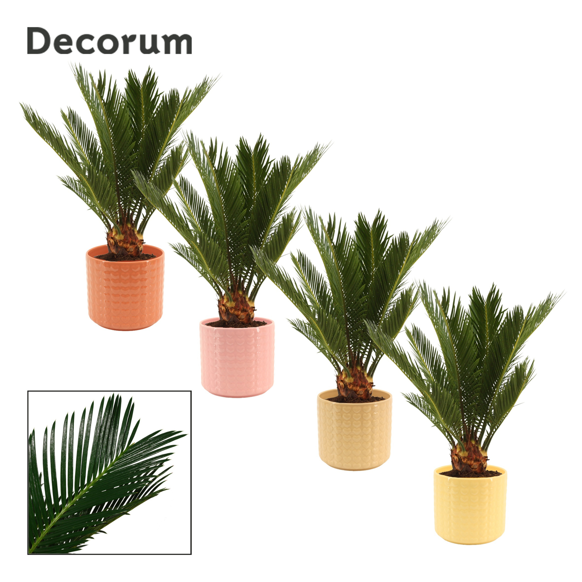 Cycas Revoluta 12 cm Decorum, 6+ veren in Kaya (Sympathetic mood, D 12