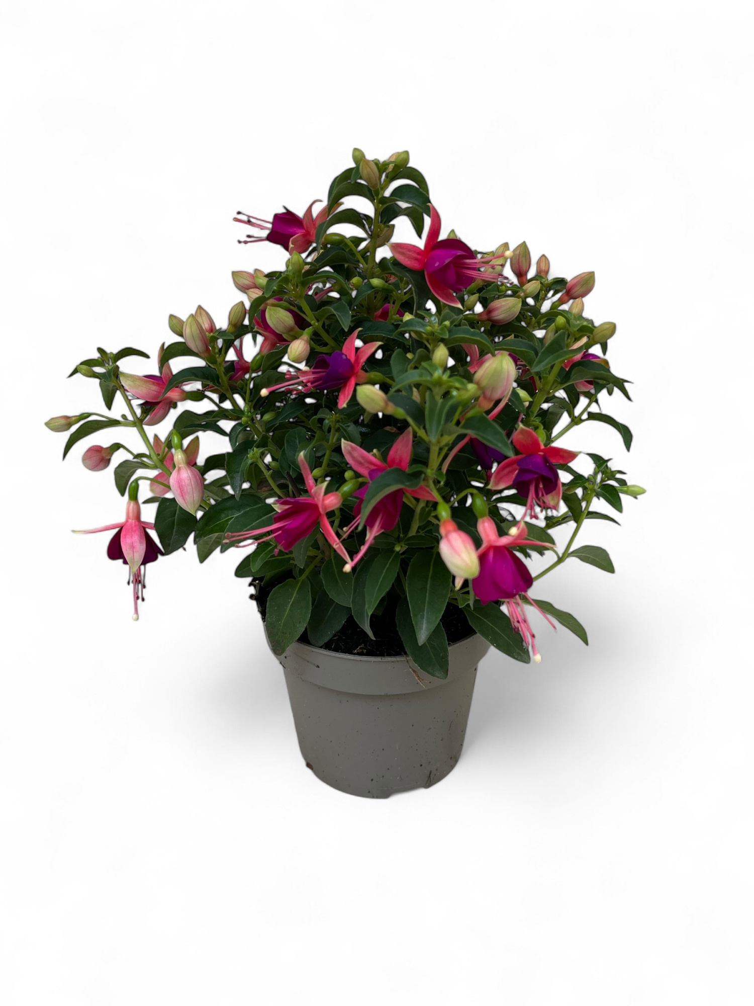 Fuchsia Jollies Nantes, D 12