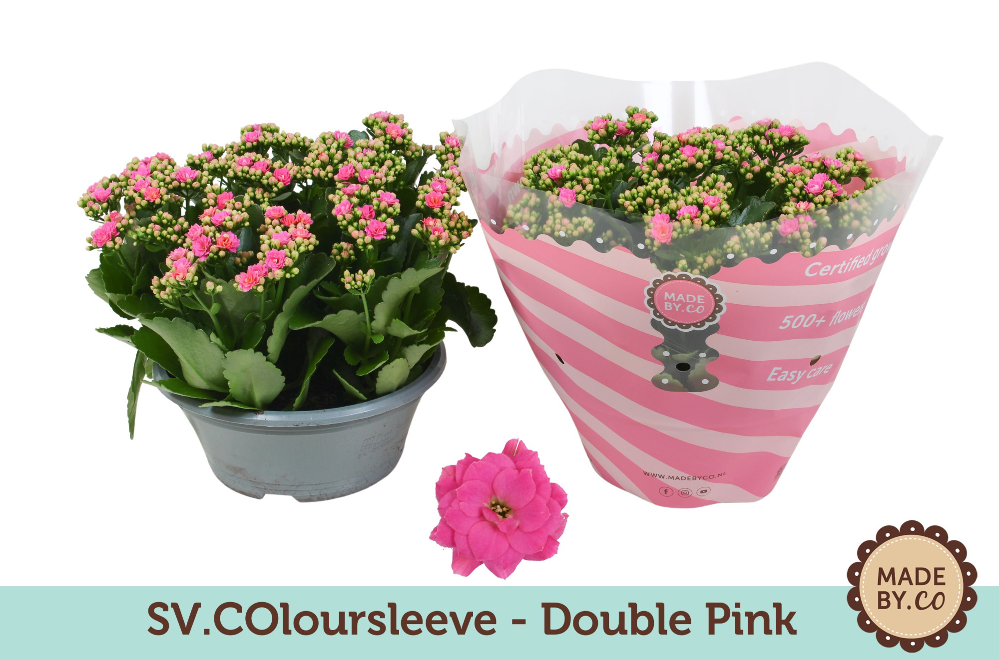 Kalanchoë Double Pink in SV.COloursleeve, D 23