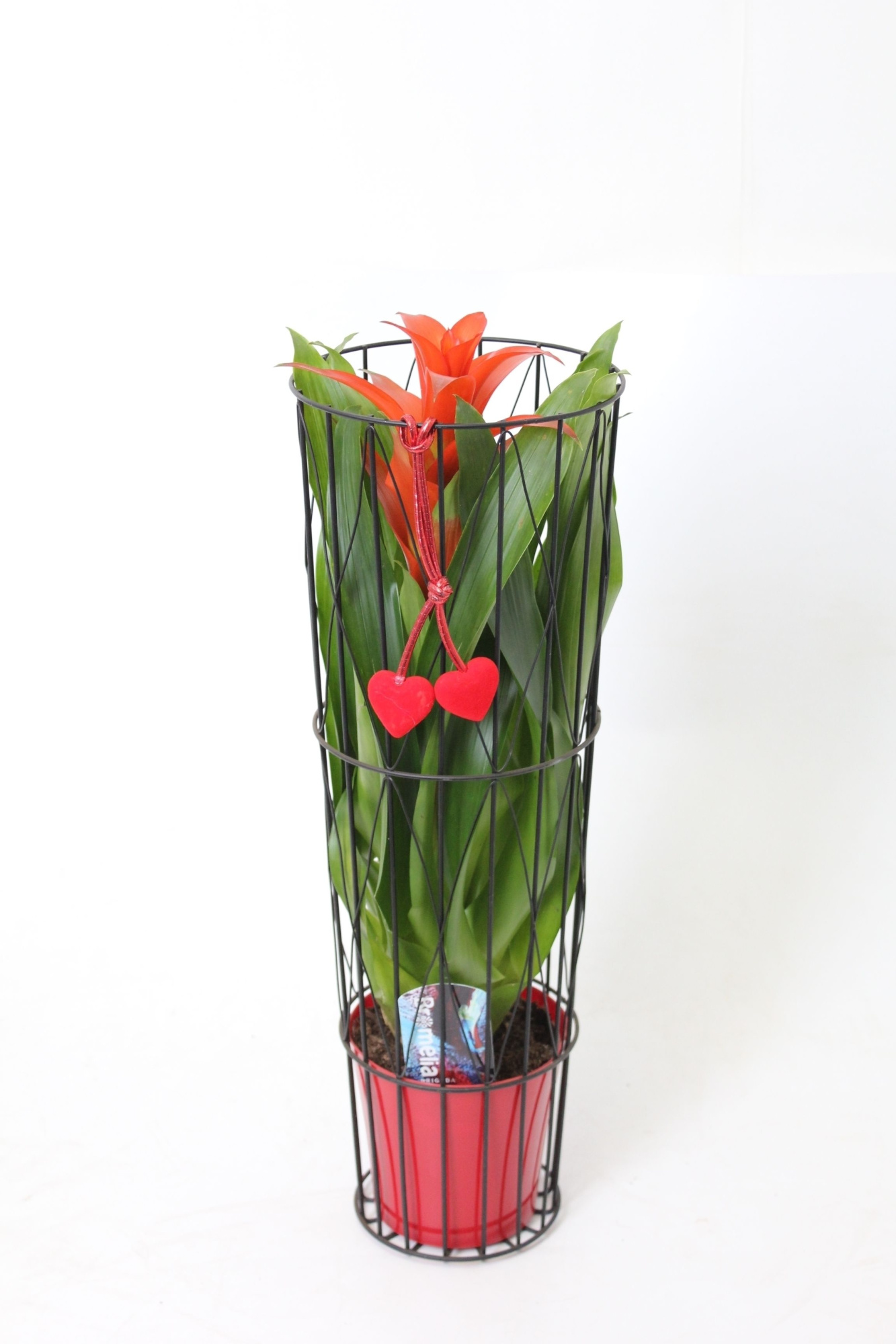 Bromelia Prison Sweetheart, D 15