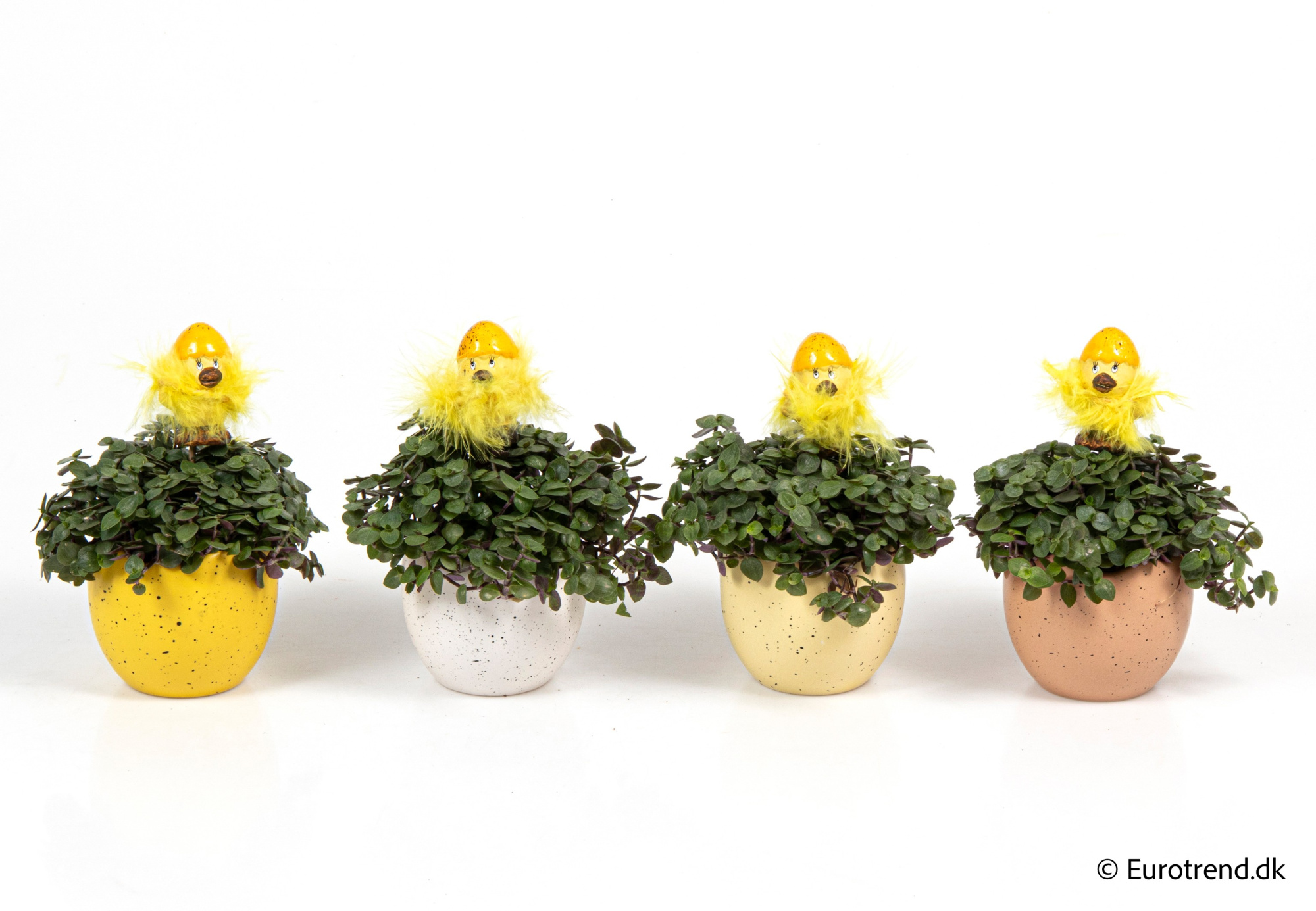 Callisia in Easter ceramic 2026, D 6