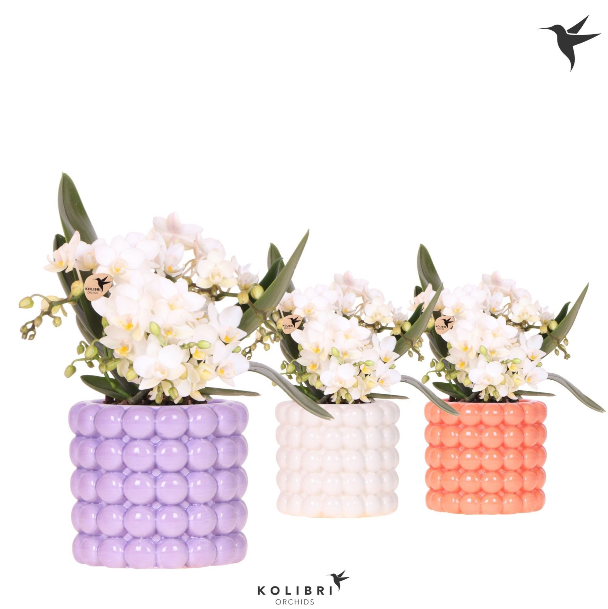 Kolibri Orchids Phalaenopsis Nazare 4 spike in Poppy pot mix, D 9