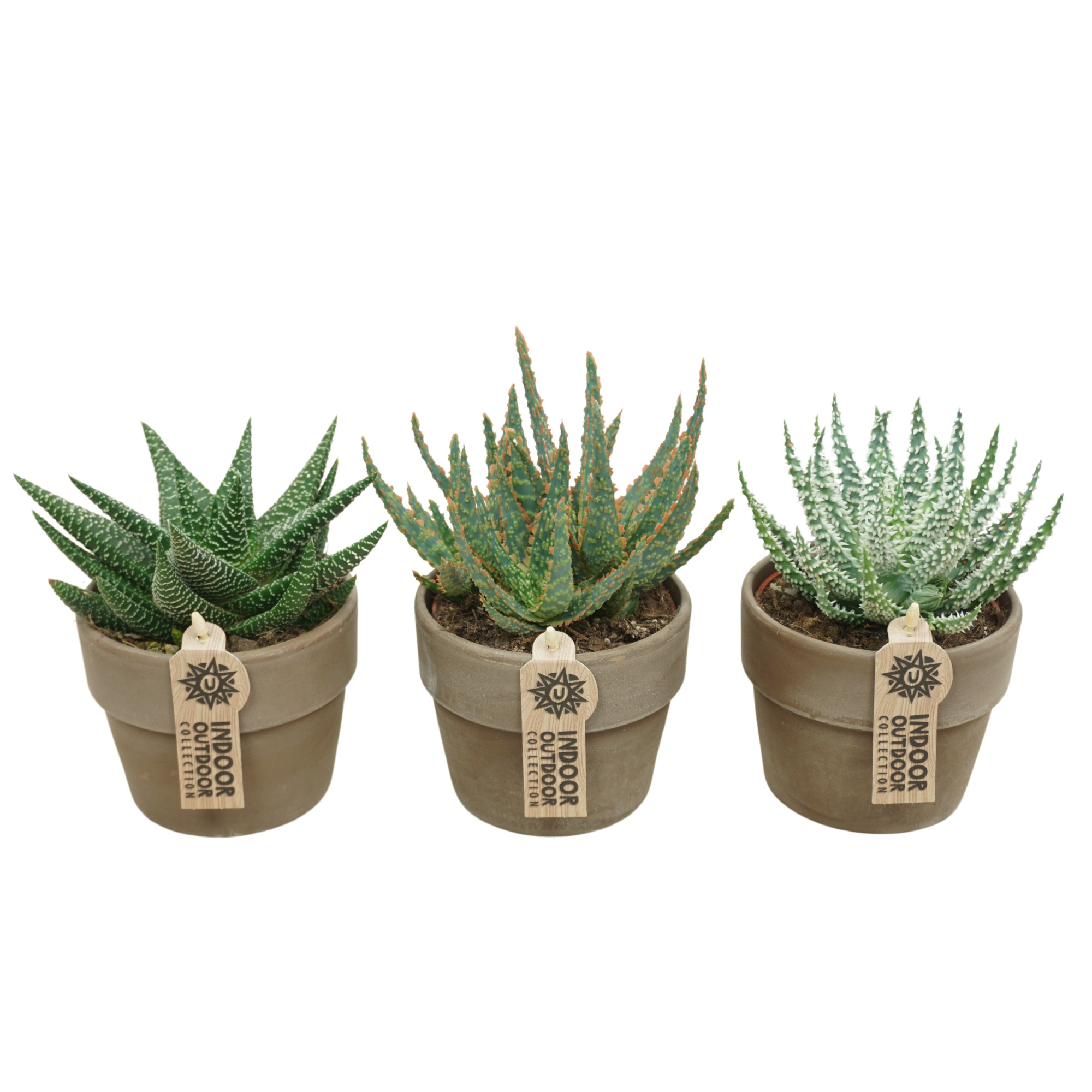 Aloë-Haworthia mix in 12 cm 'Grijze Kraagpot', D 10,5