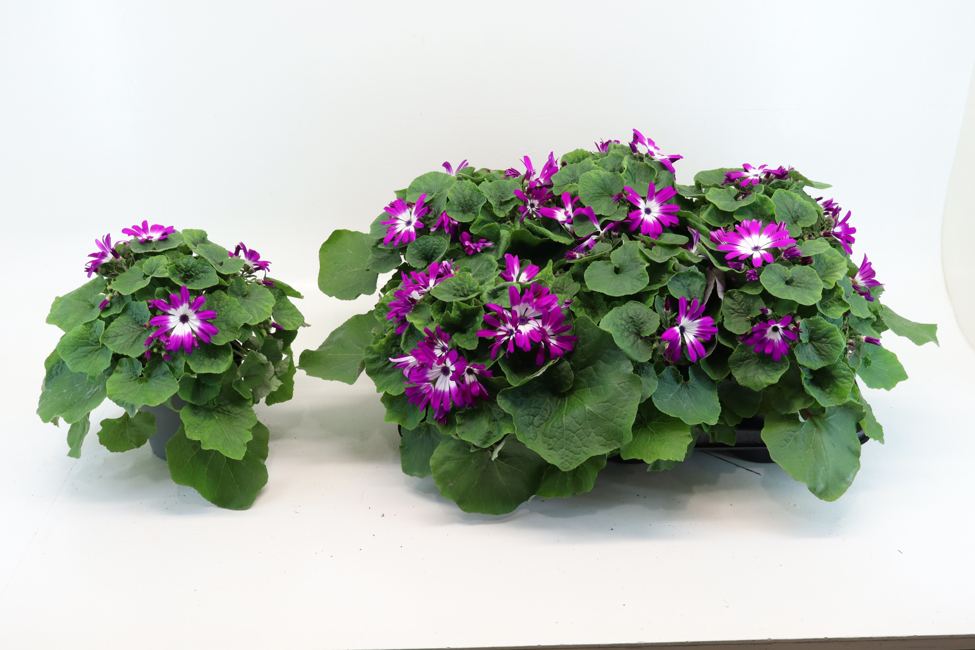 Senecio Senetti Pink Bicolor, D 15