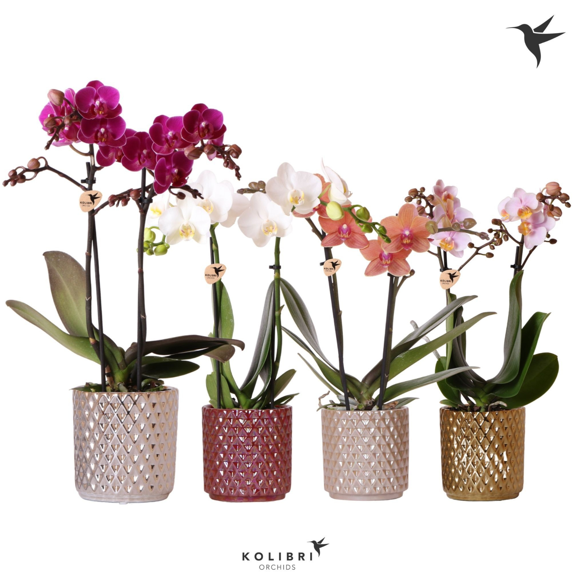 Kolibri Orchids Phalaenopsis mix 2 spike in Diamond pearl mix, D 9