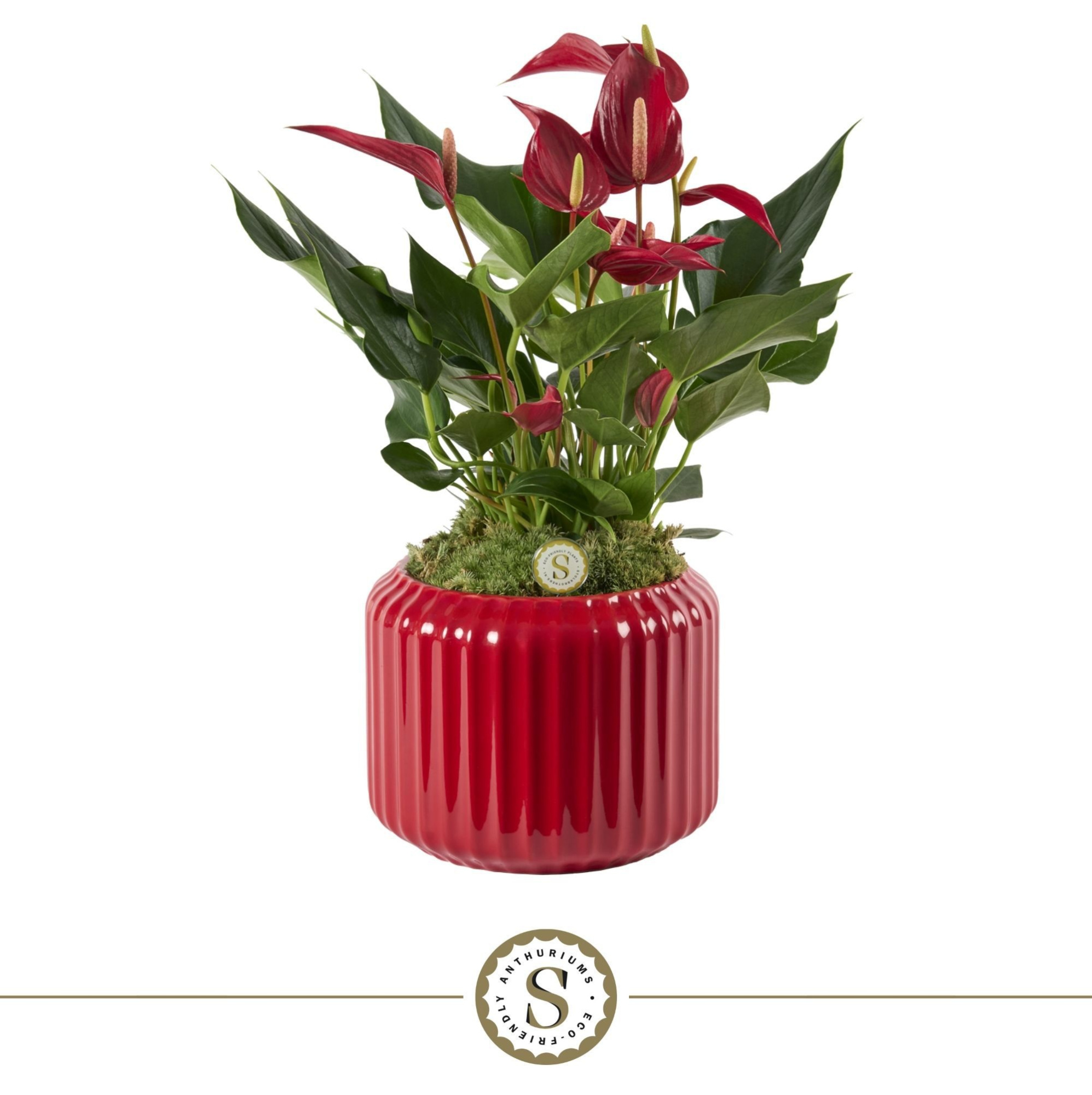 Bologna Keramiek Red - Roja, D 12