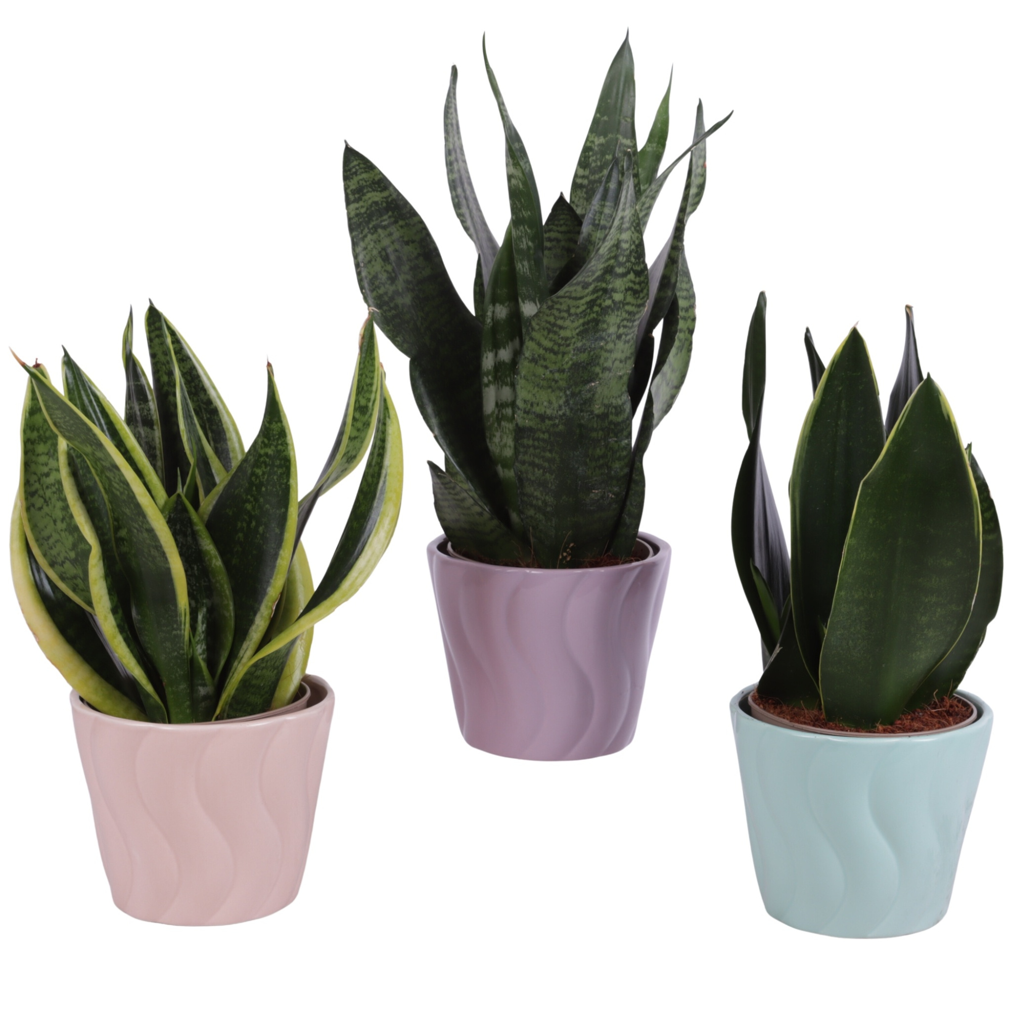 Sansevieria mix Ø12cm in Ø14cm Ceramic SE662, D 14
