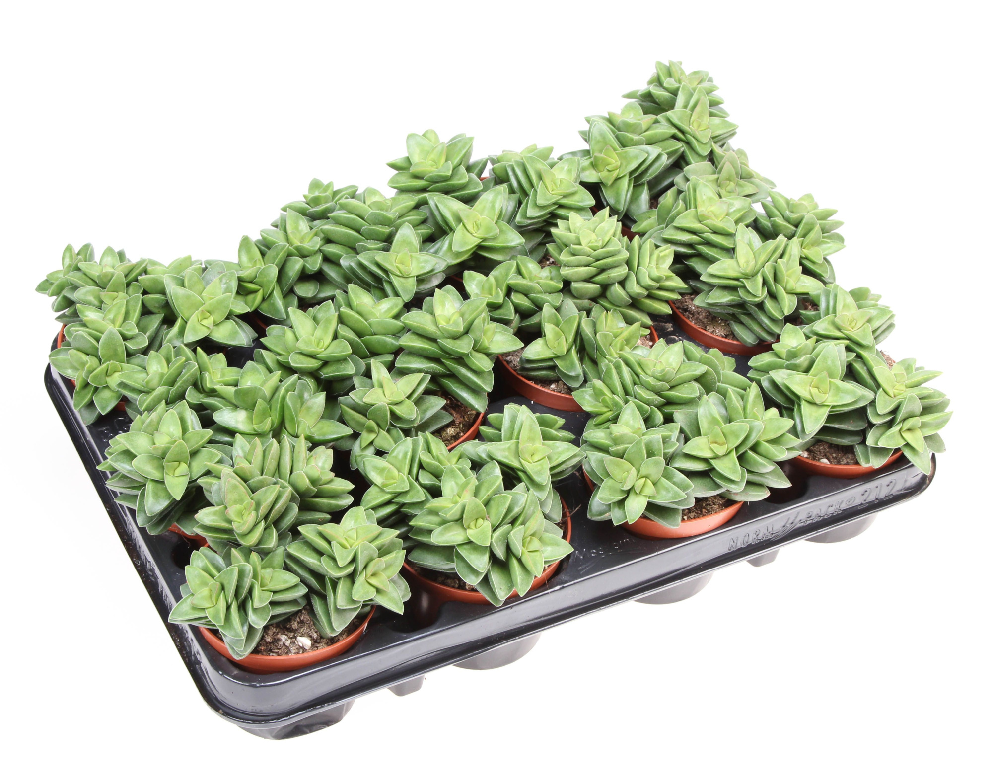 Crassula springtime, D 8,5