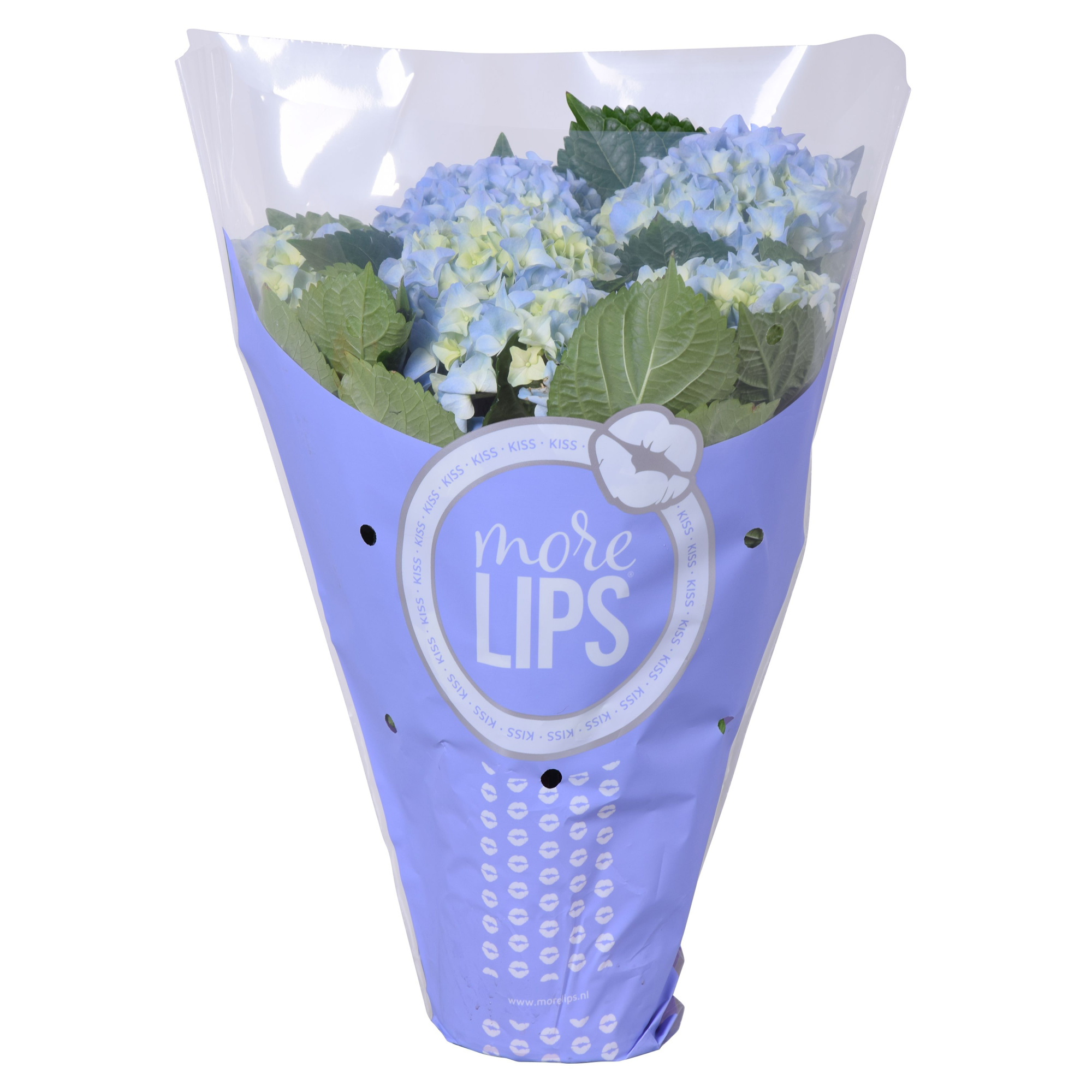 MoreLIPS® Hydrangea BLAUW, D 13