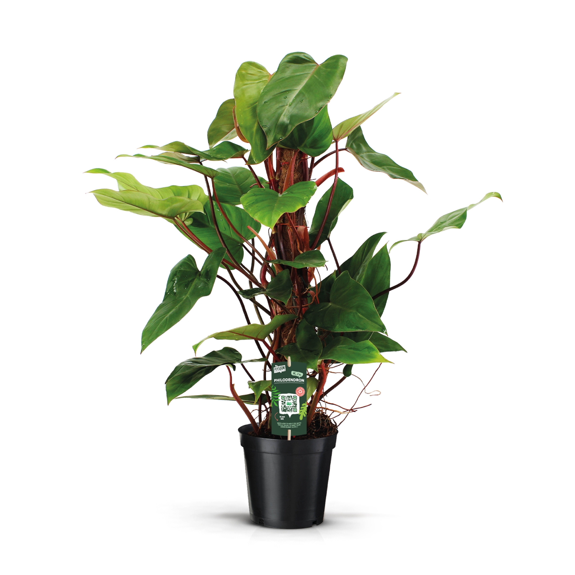 Philodendron Red Emerald 80mos, D 19