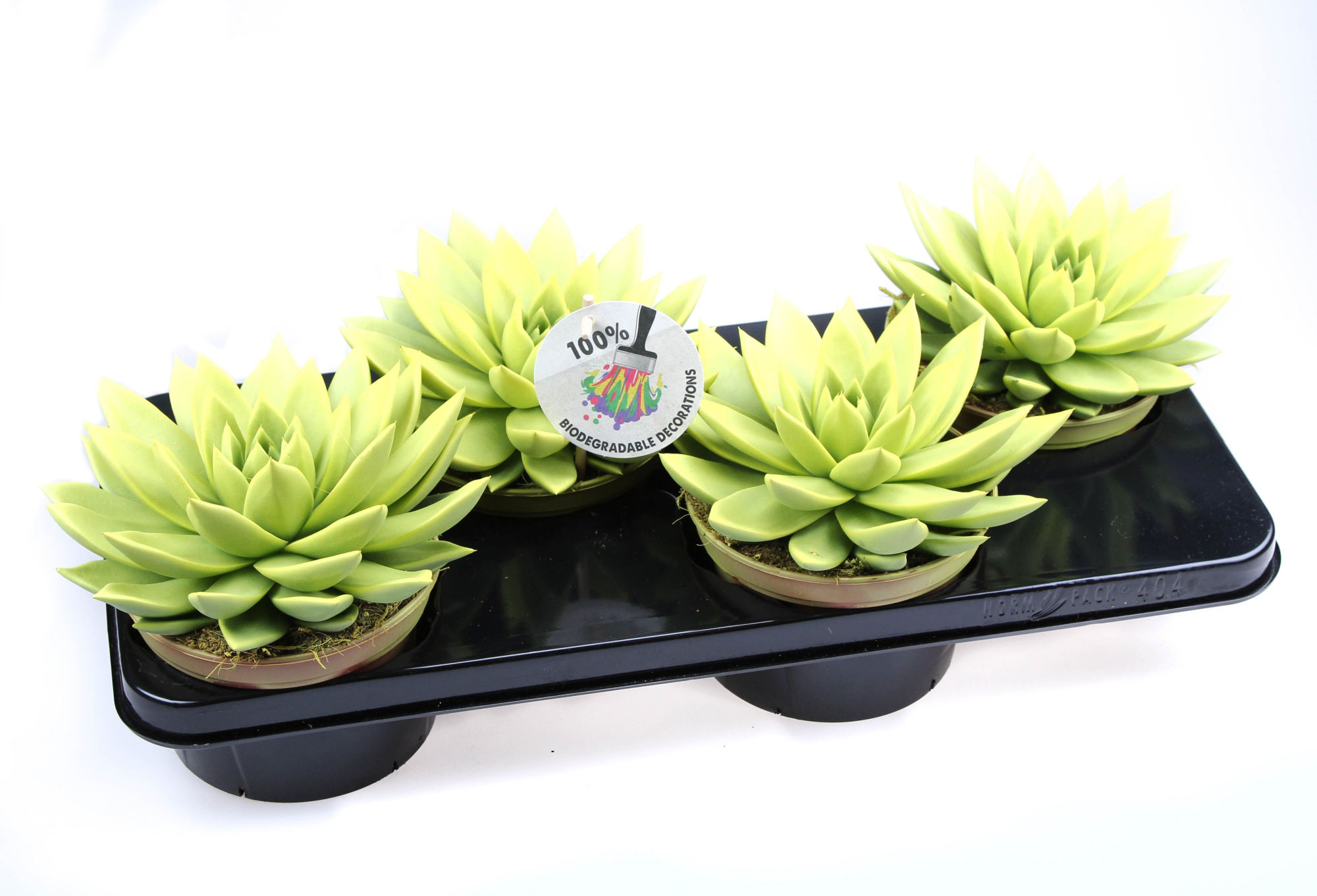 Rainbow yellow, D 15