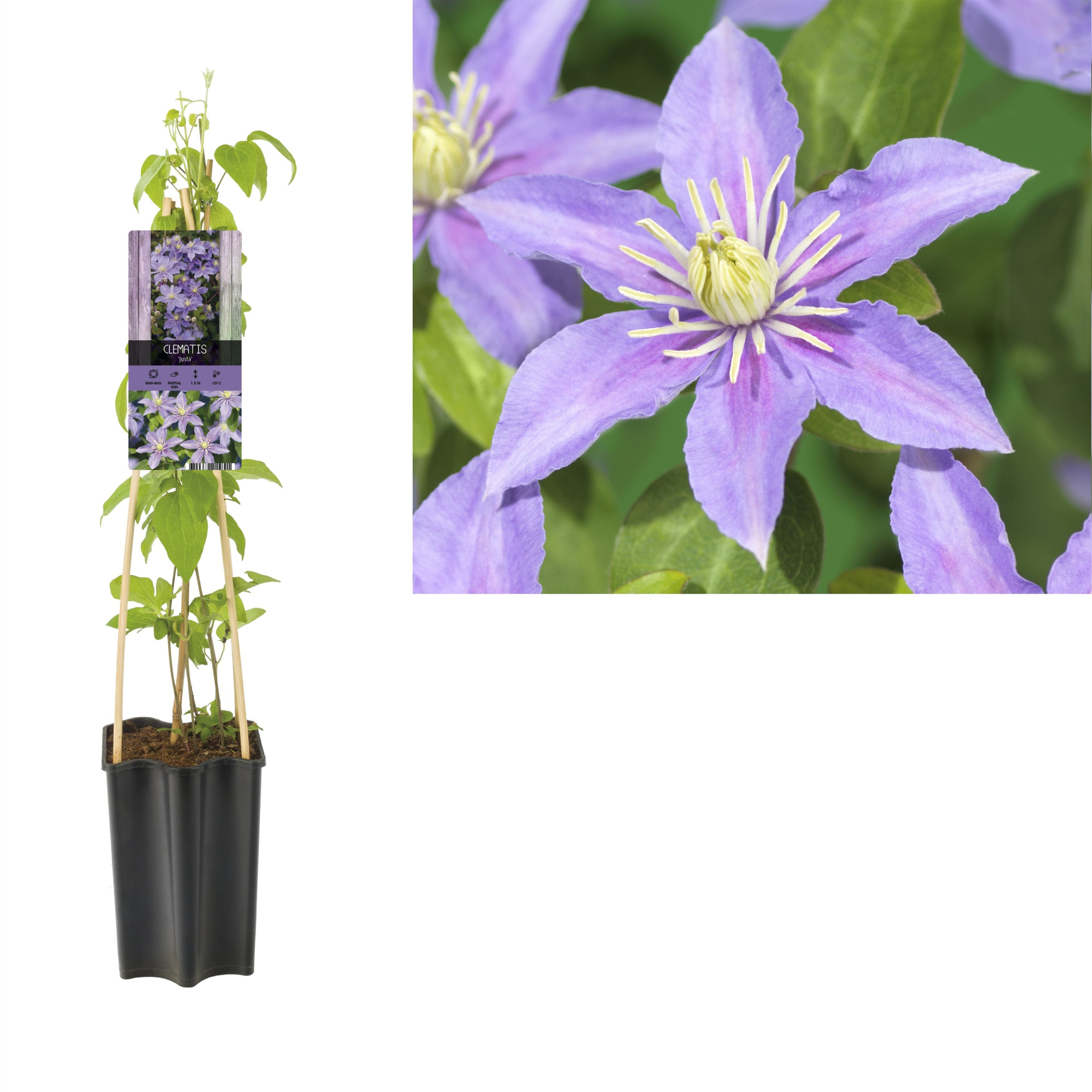 Clematis 'Justa' +light label, D 15